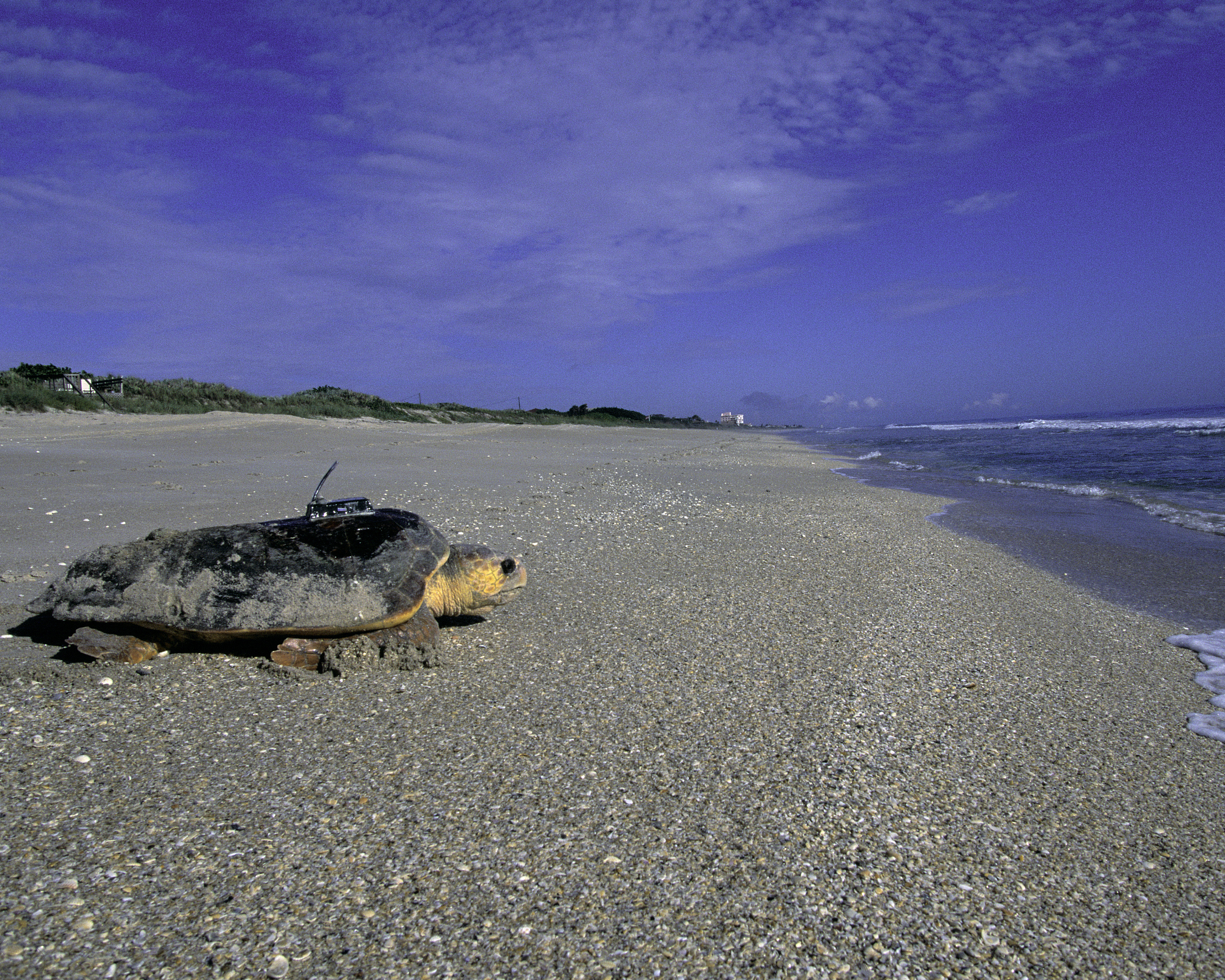 A loggerhead sea turtle with a tracking device crawls across a sandy beach toward the ocean.
