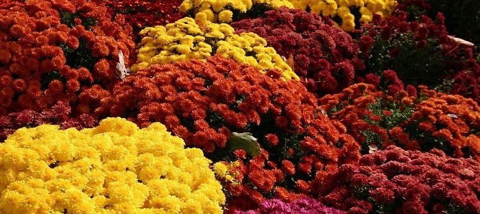 Potted chrysanthemums in yellow, red, orange, and dark pink arranged together.
