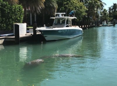 Two manatees visible beneath the surface of a calm green canal near a dock and moored boat.