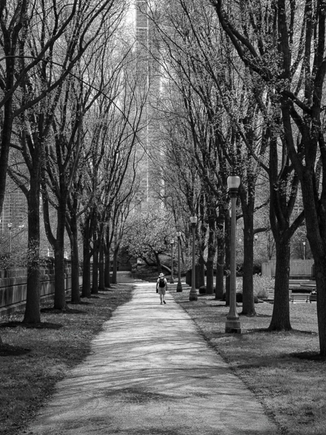 A lone person walks along a wide tree-lined path in black and white.