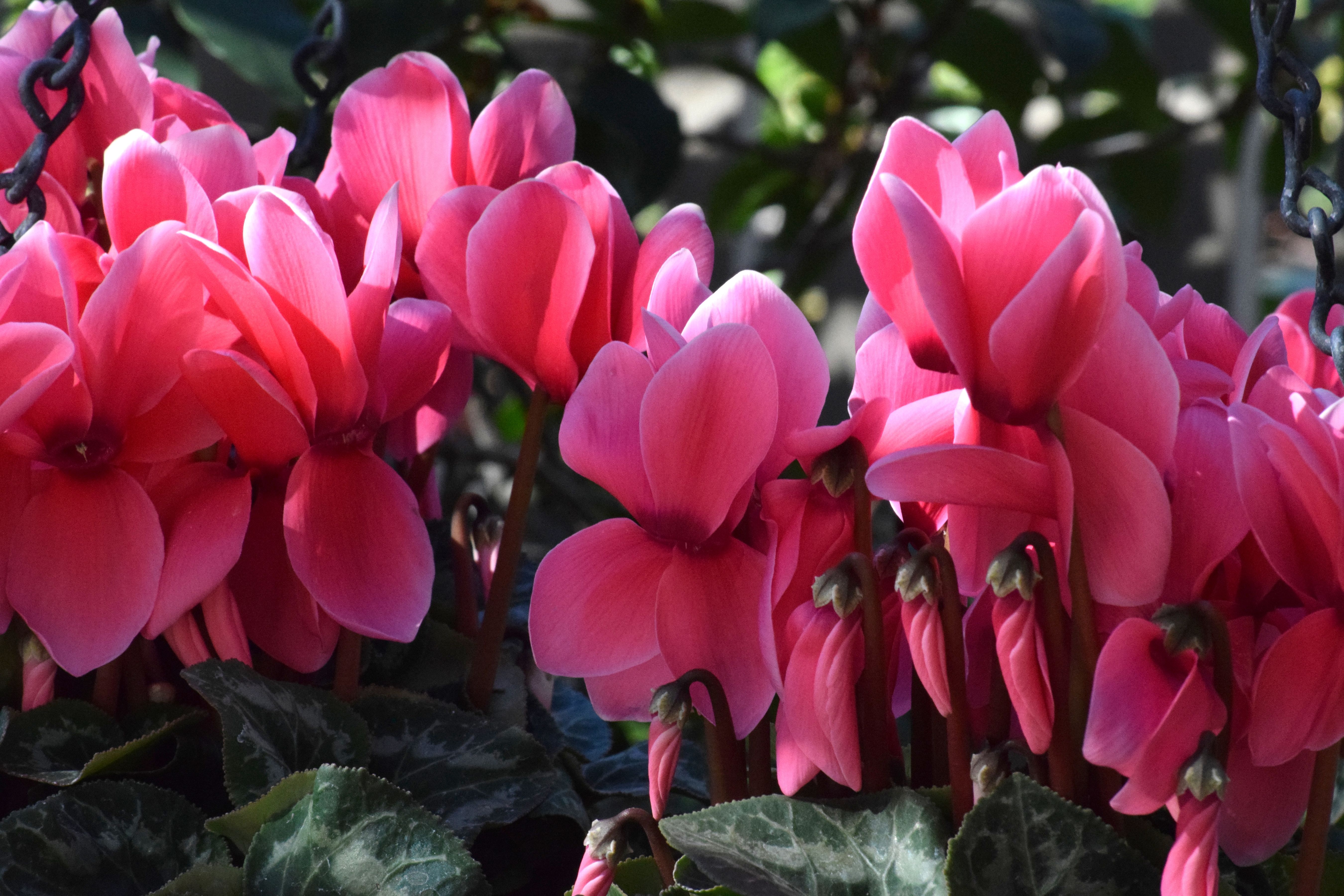 Clusters of bright pink cyclamen flowers in full bloom at a botanical garden.