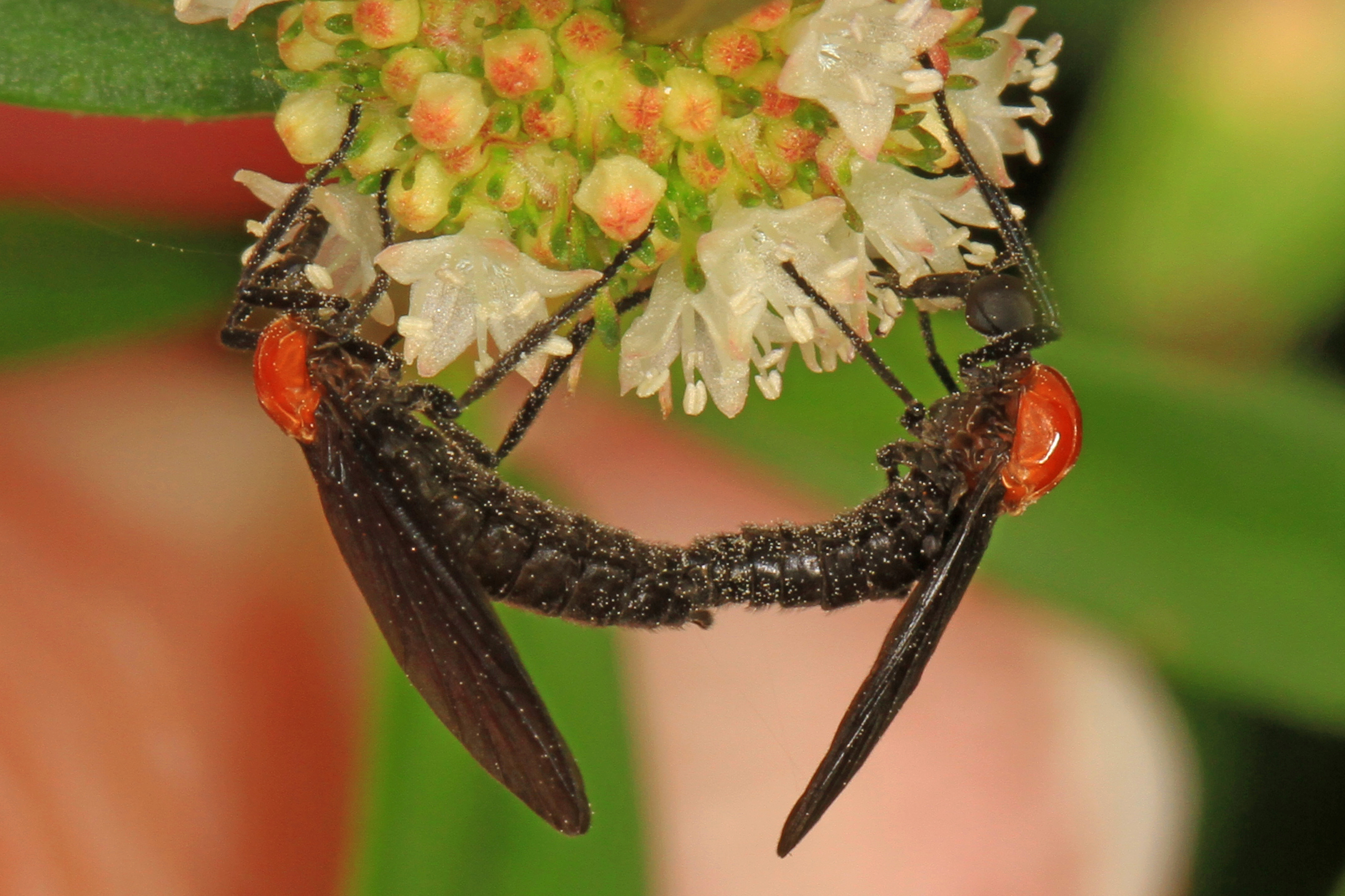 Two black-and-orange lovebugs joined together, perched on a white flowering plant.