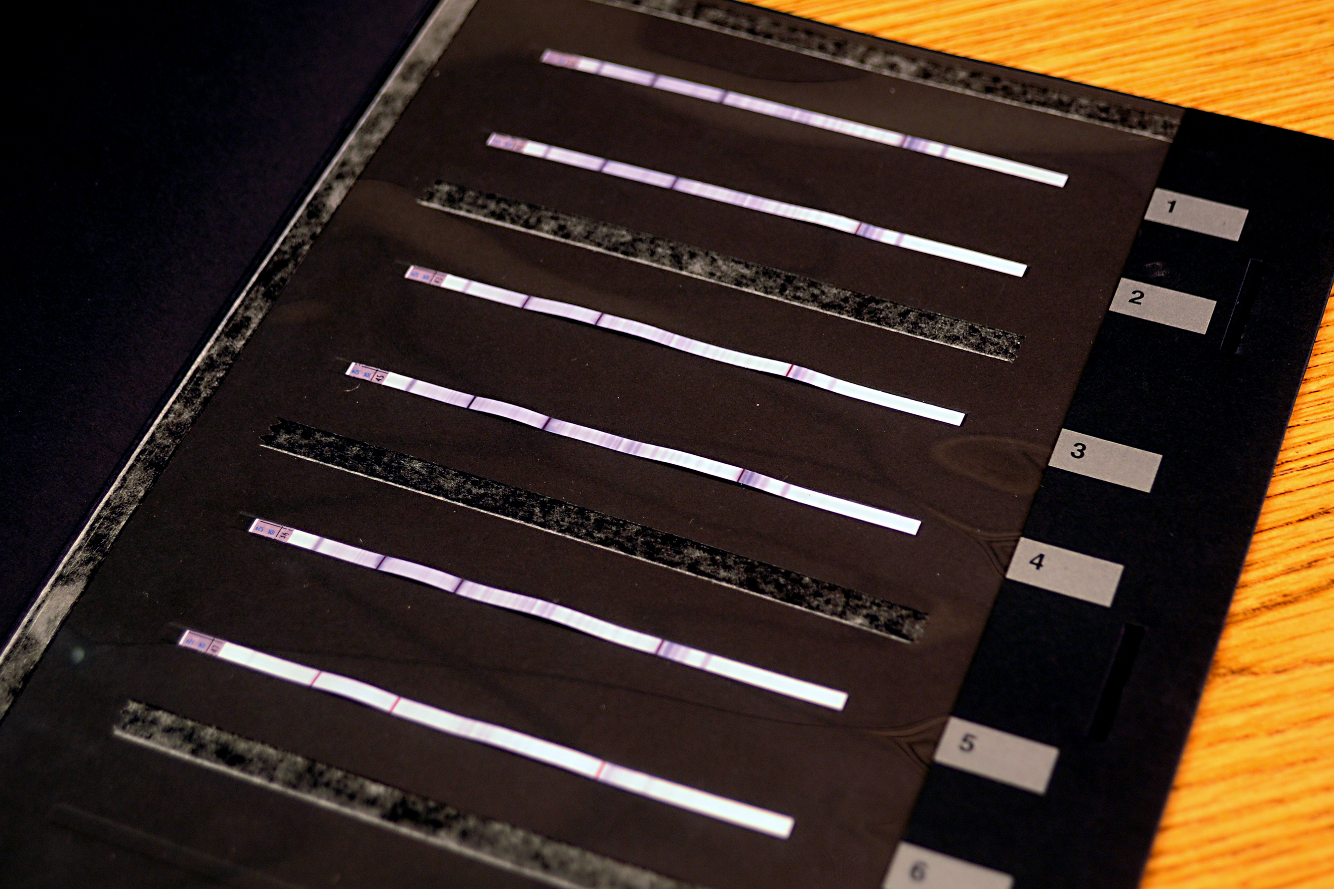 Five numbered forensic test strips with pink reactive bands on a dark surface.