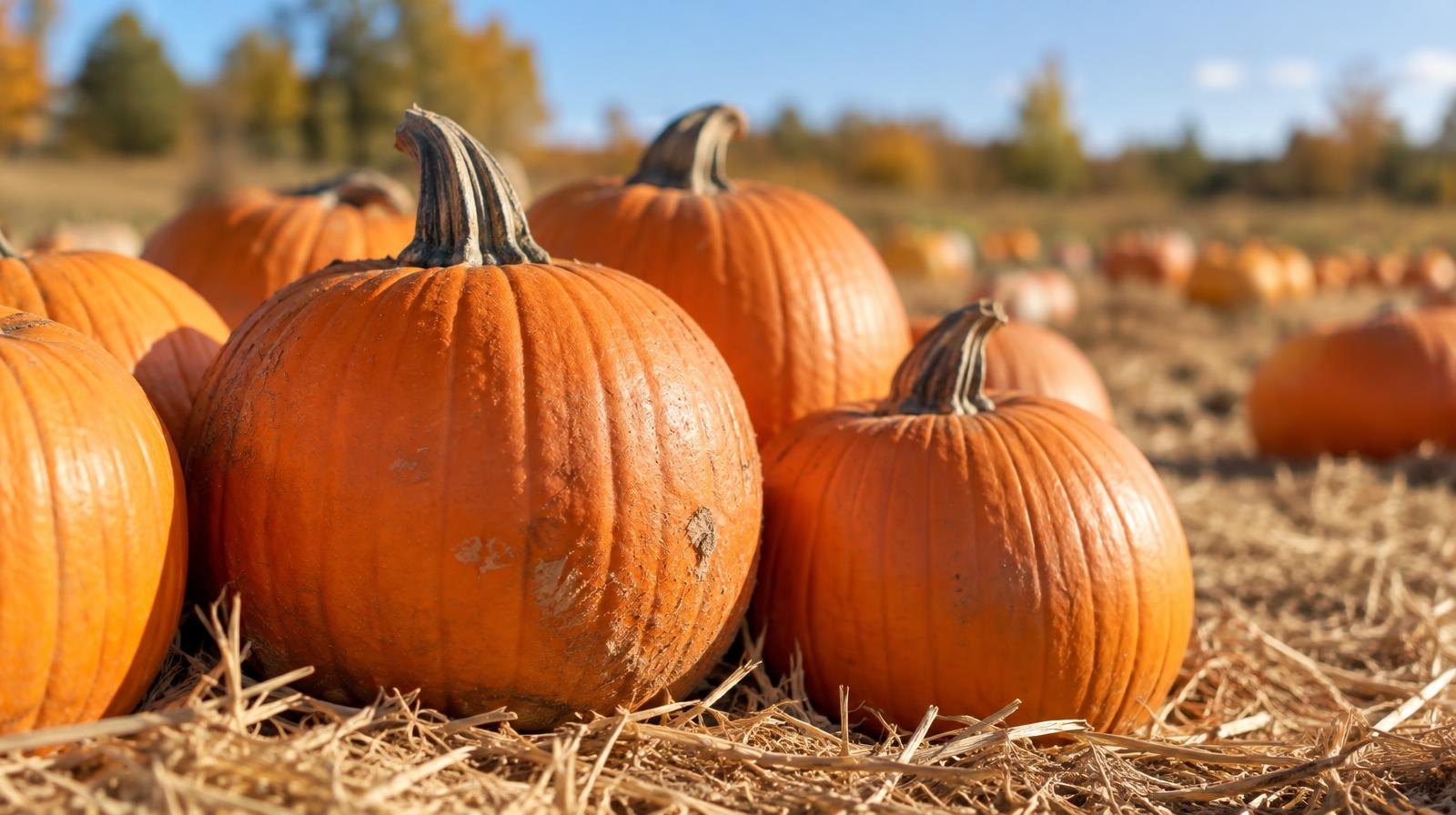 Large orange pumpkins resting on dry straw in a sunny autumn field.
