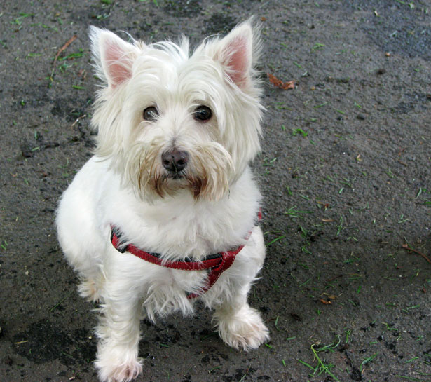 White West Highland White Terrier in a red harness sitting on wet pavement, looking upward.