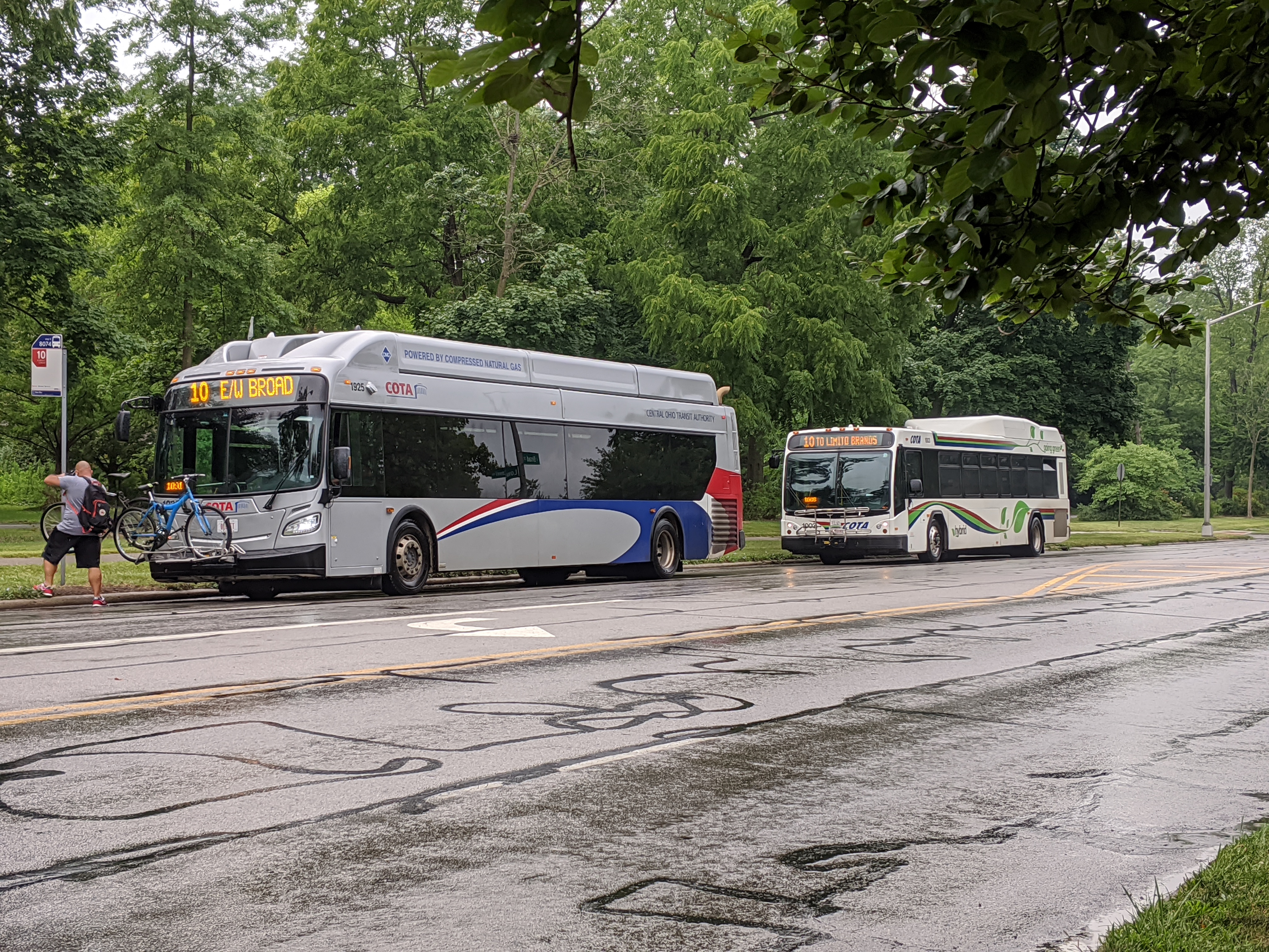 Two COTA buses traveling on a wet road lined with green trees.