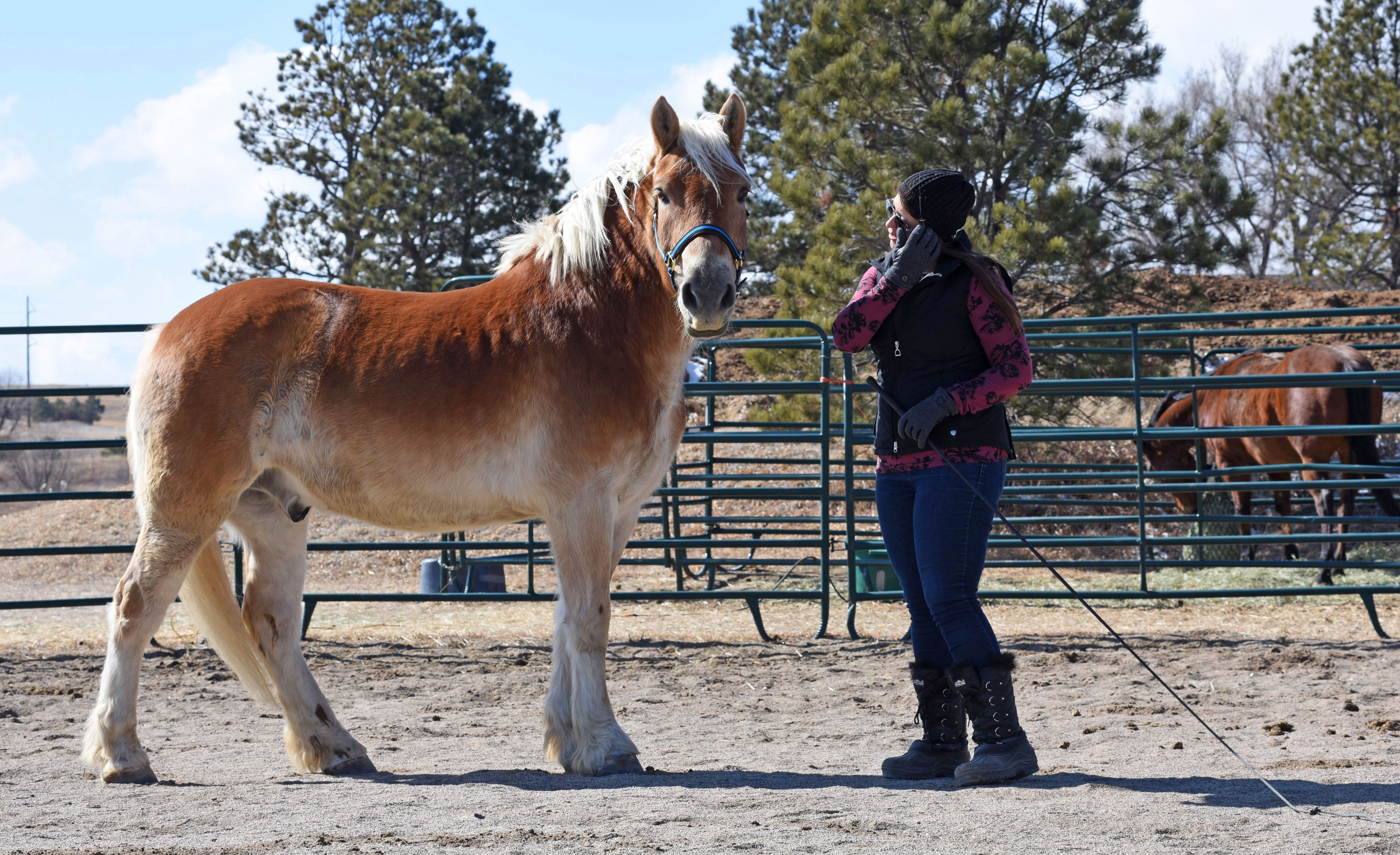 A person stands facing a large draft horse inside an outdoor round pen.