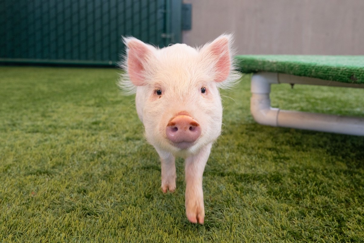 A small pink piglet walking on green turf toward the camera in an outdoor play area.