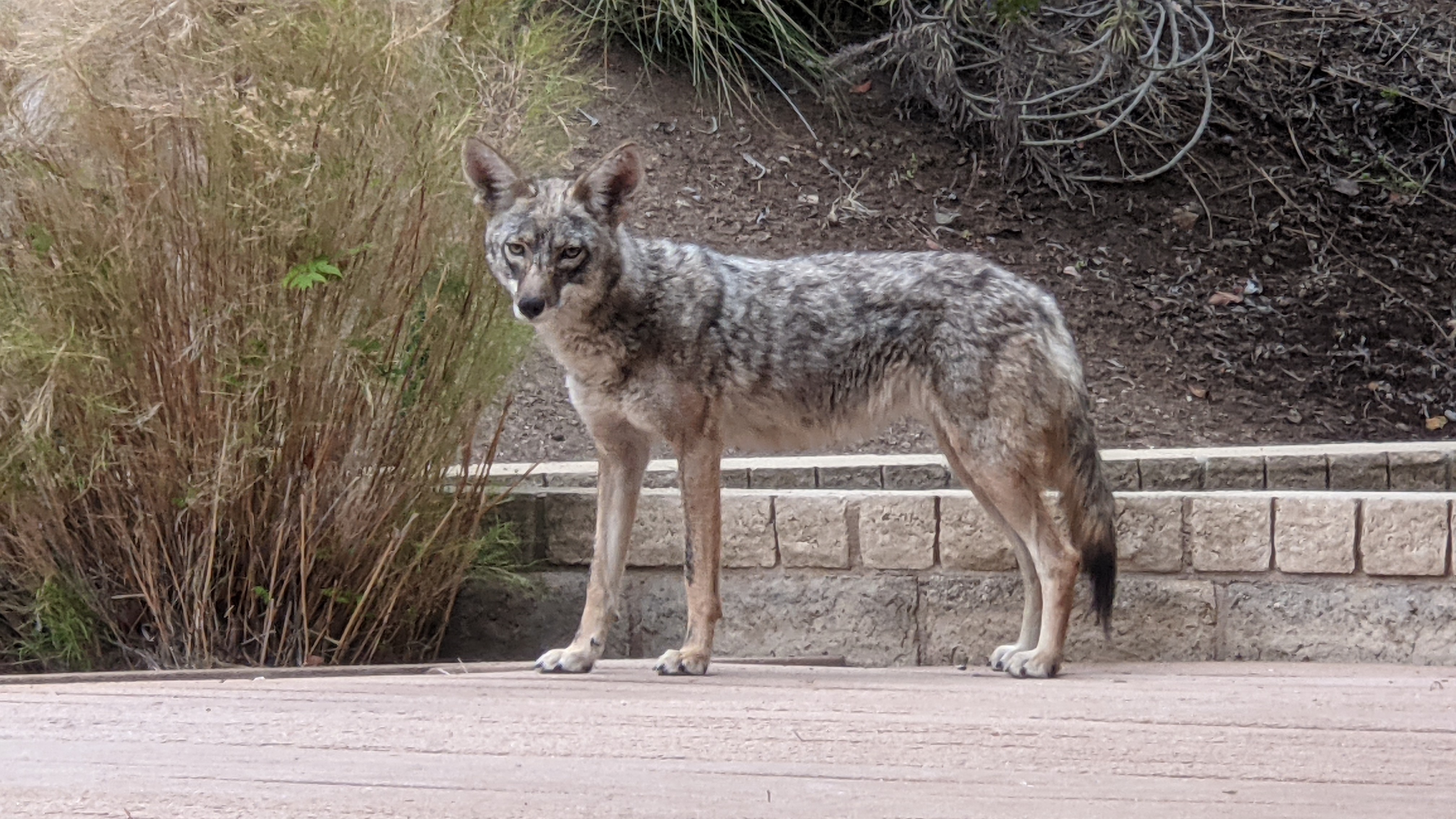 A coyote stands on pavement in a suburban backyard, facing the camera.