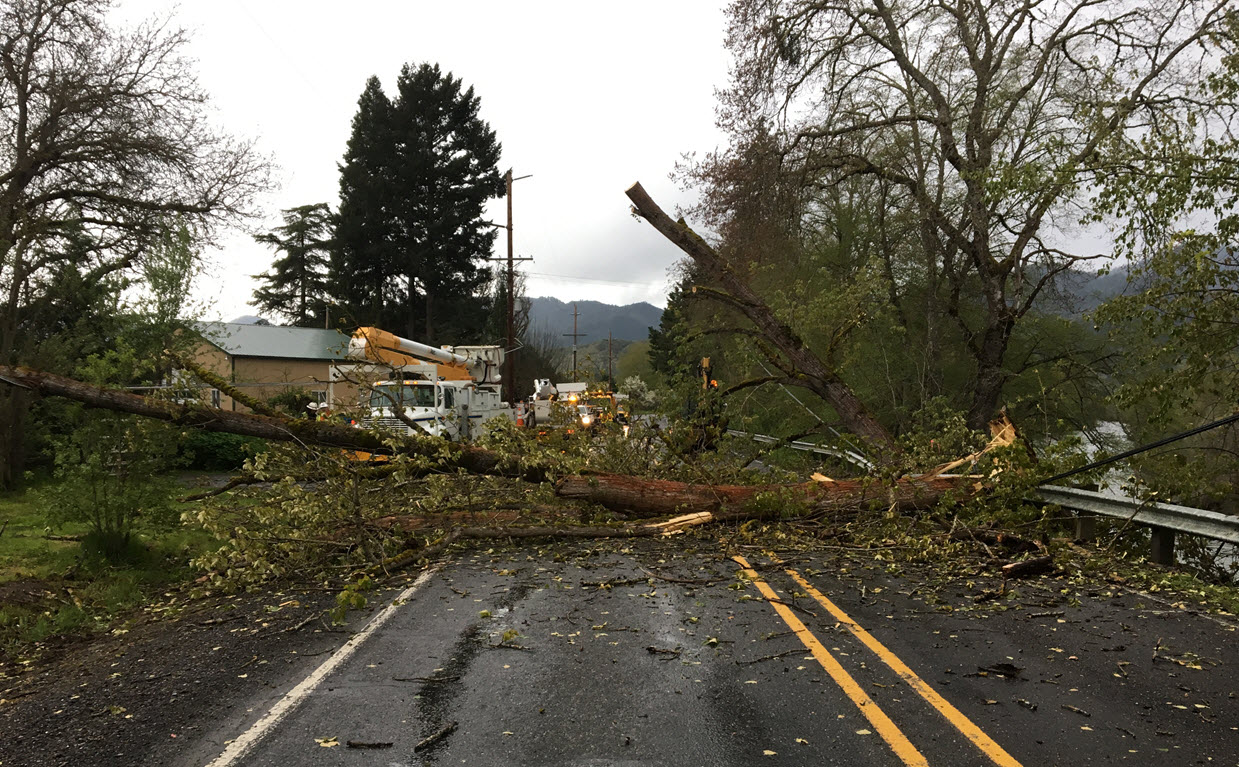 A fallen tree blocks a two-lane road, its branches tangled in overhead power lines.