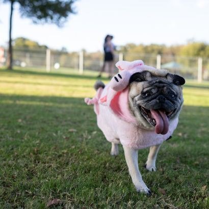 A pug wearing a pink pig Halloween costume stands on green grass at a park.