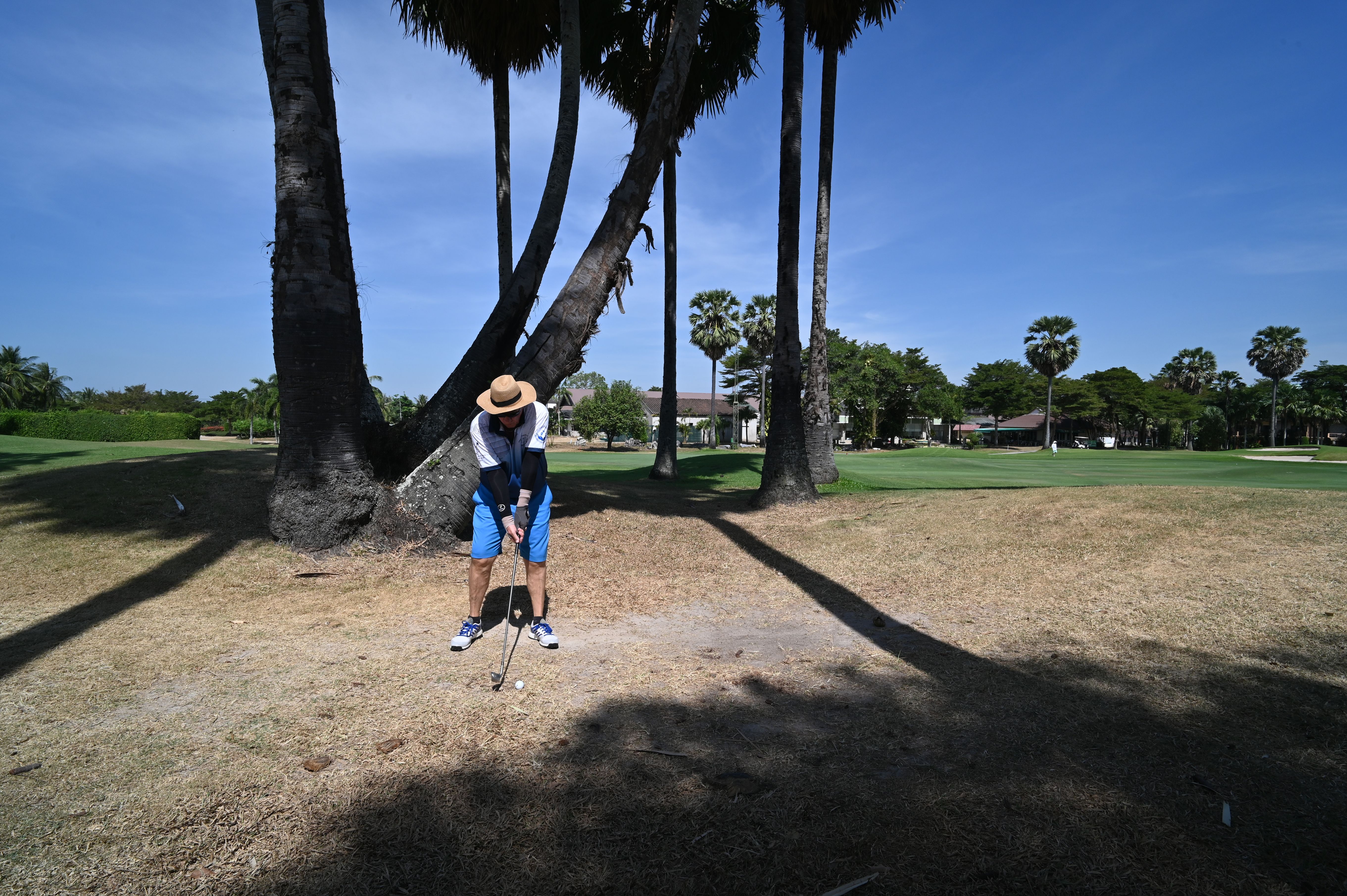 A golfer in a white hat takes a shot beneath tall palm trees on a golf course.