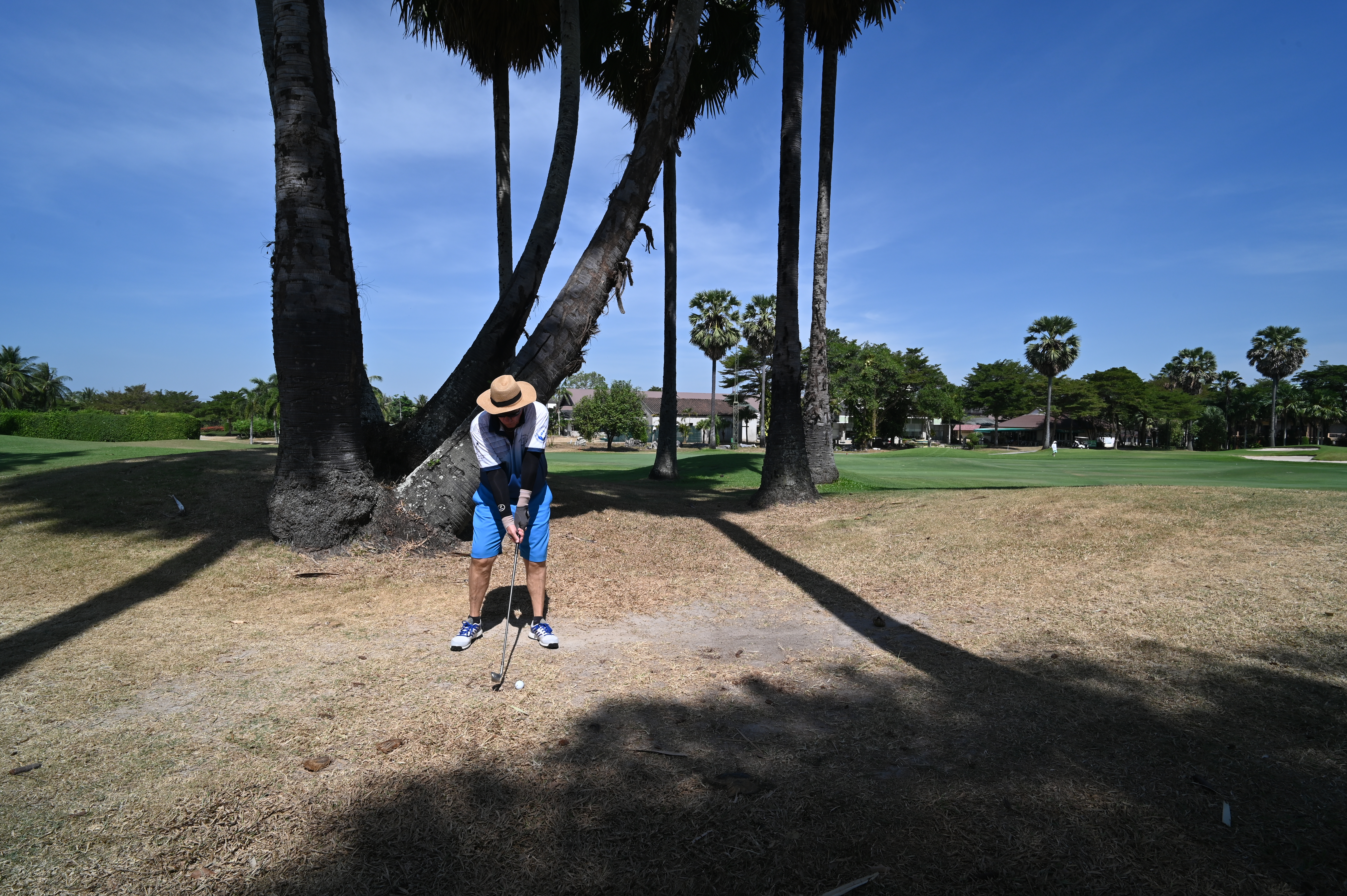 A golfer in a white hat lines up a shot beneath tall palm trees on a sunny course.