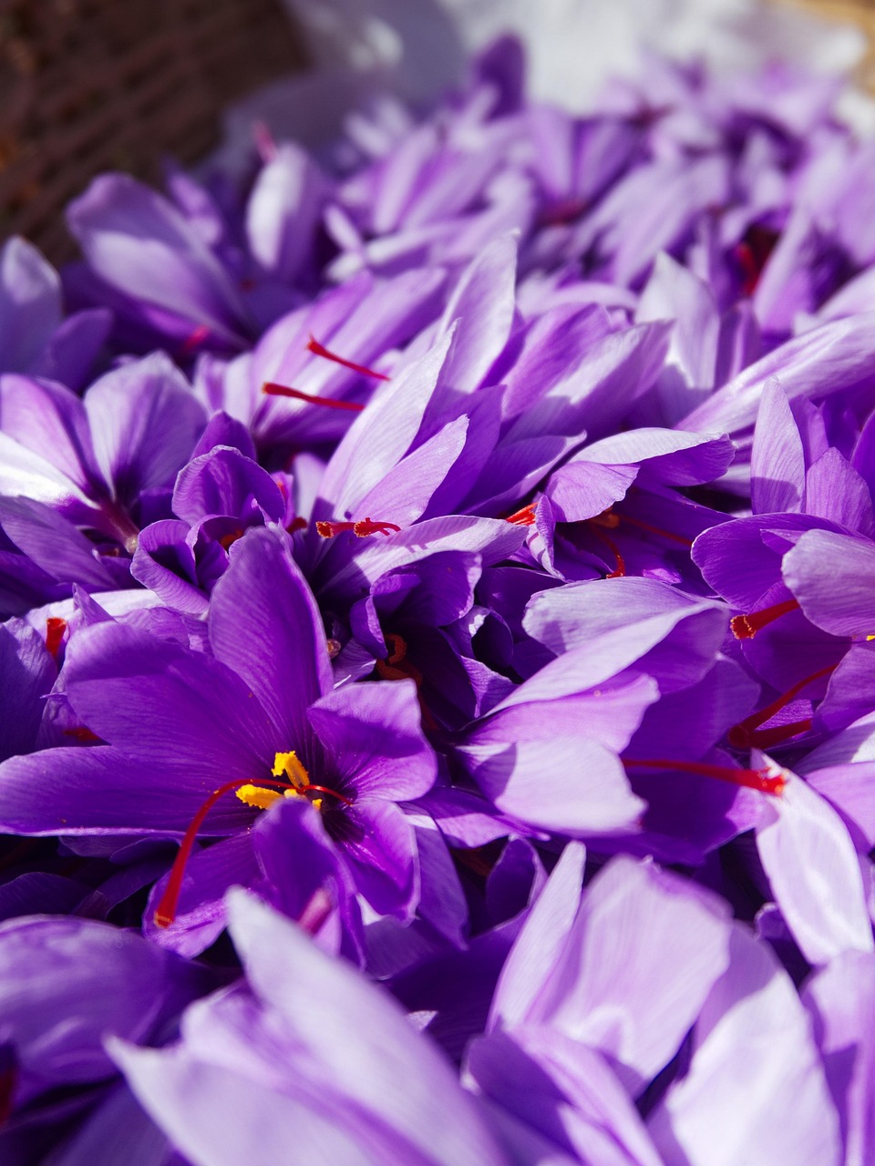 Saffron, crocus sativus, flower wallpaper, harvest, beautiful flowers, flowers of saffron, fall, flower background, spic