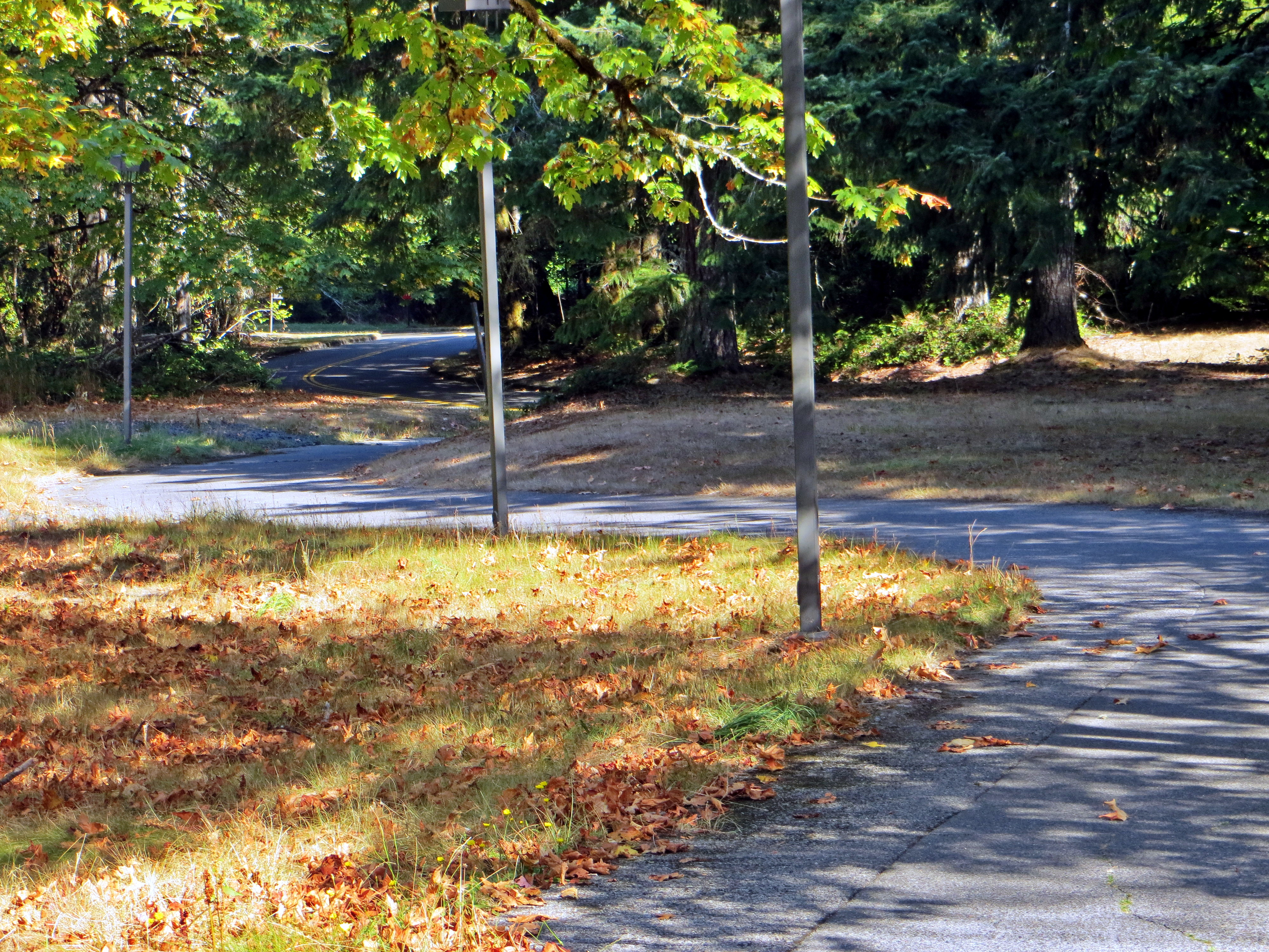 Paved campus path lined with tall evergreen trees and autumn leaves.