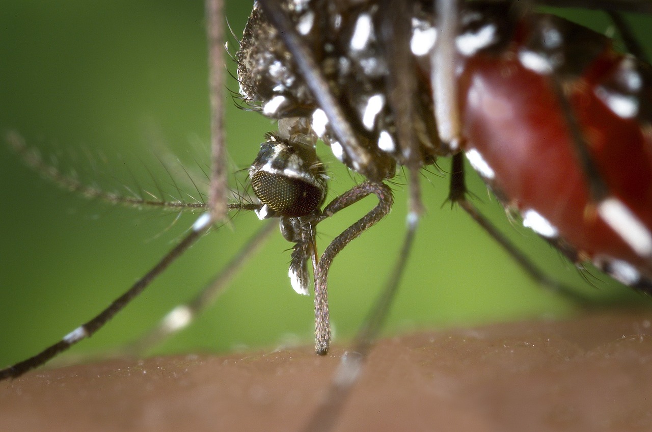 Mosquito, female, aedes albopictus, windows wallpaper, wallpaper 4k, human blood supply, mac wallpaper, asian mosquito t