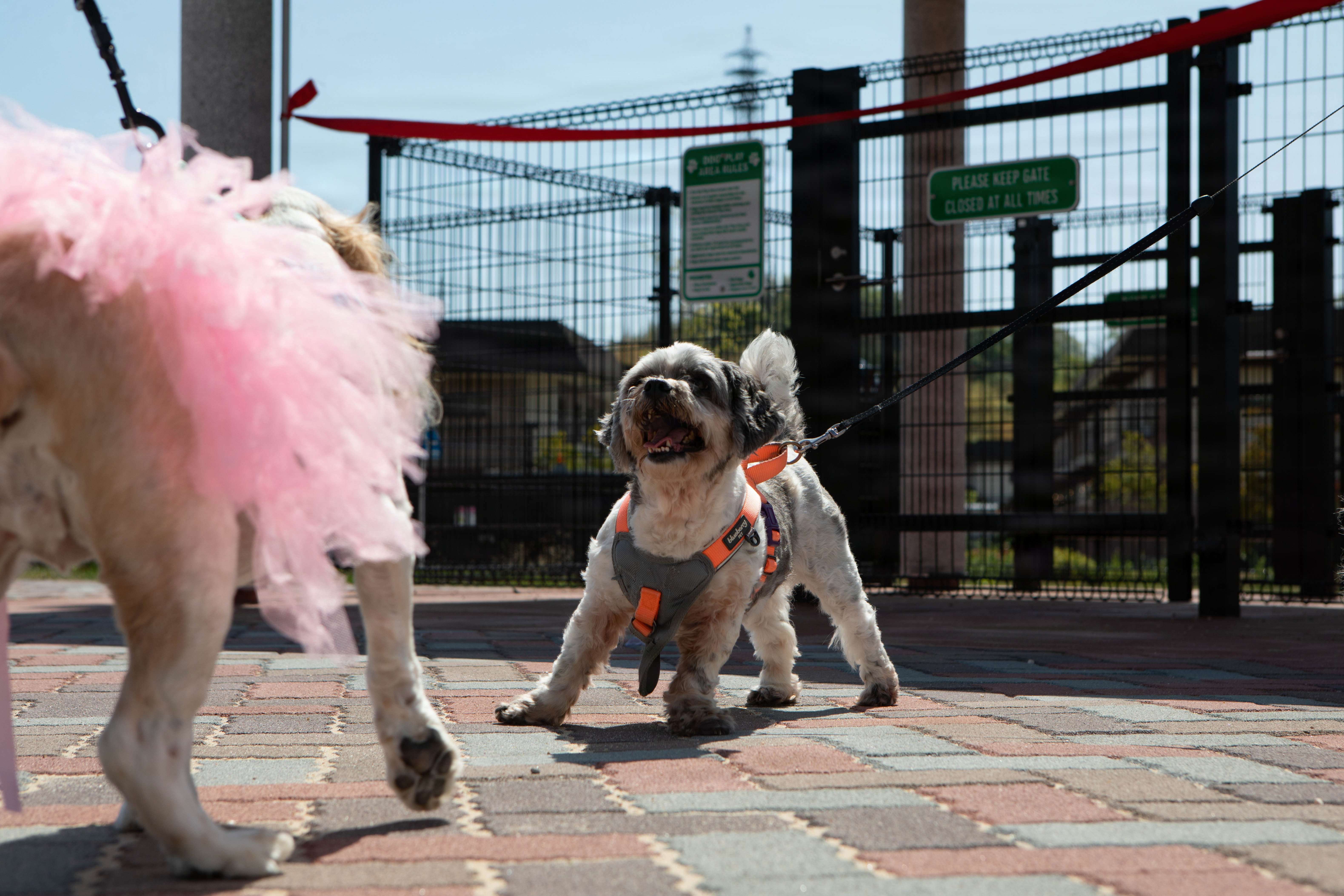Two small dogs on leashes near a fenced dog park gate with a red ribbon.