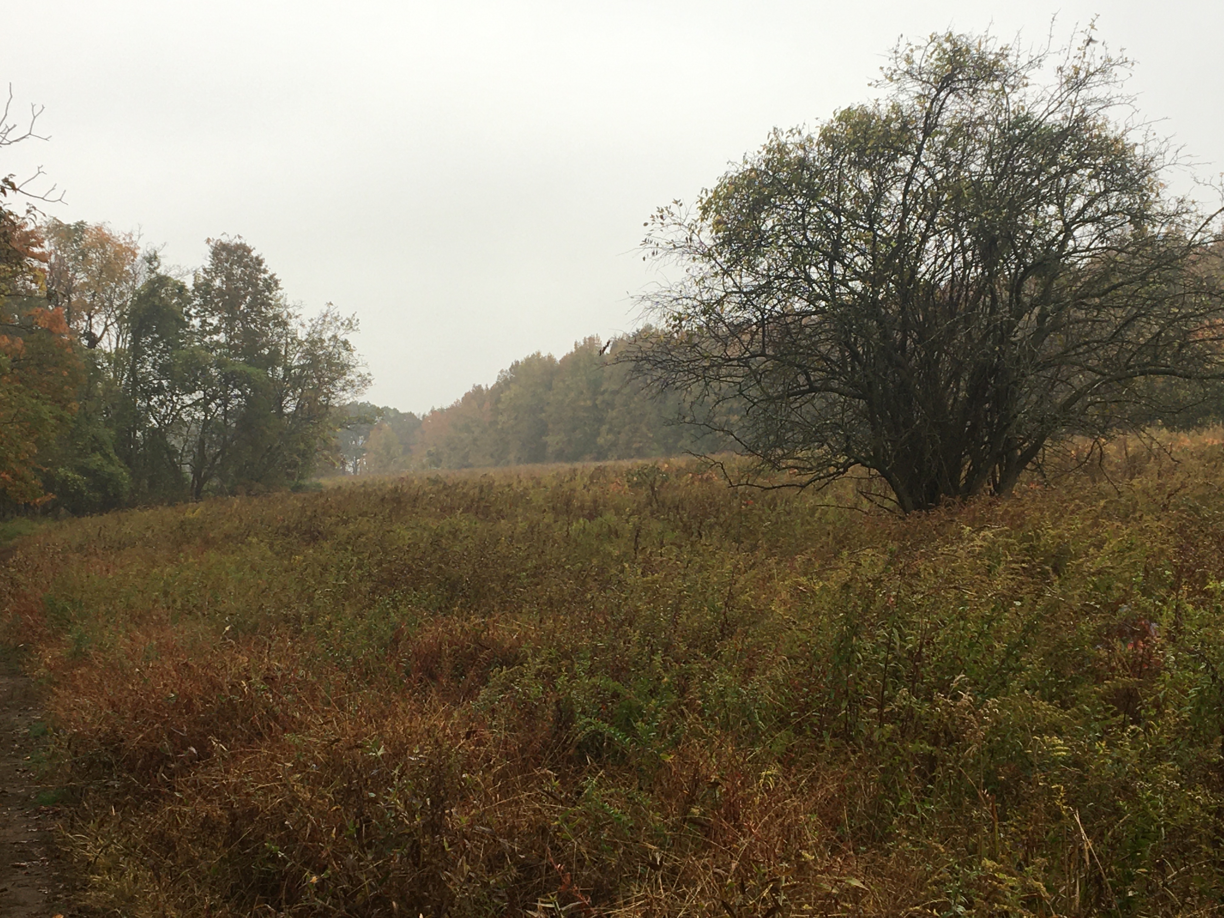 Wide meadow with tall dried grasses and shrubs bordered by trees with autumn foliage.