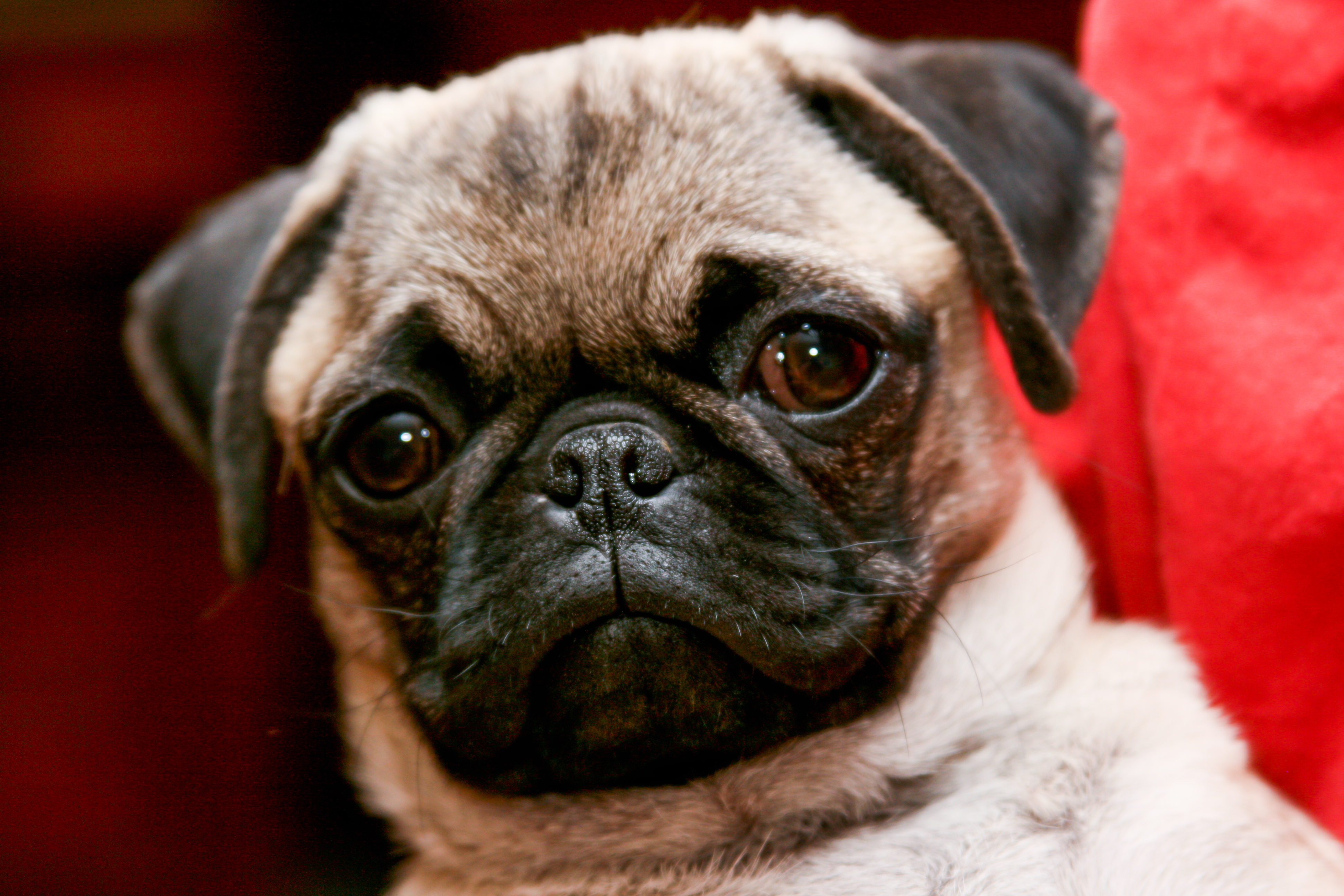 Close-up portrait of a fawn pug dog with dark muzzle and large brown eyes.