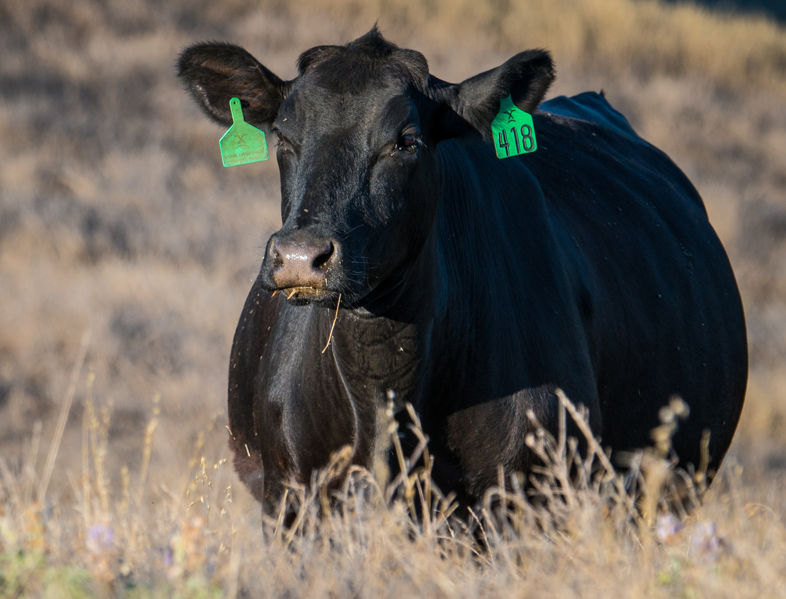 A black cow with green ear tags grazing in dry golden grassland.