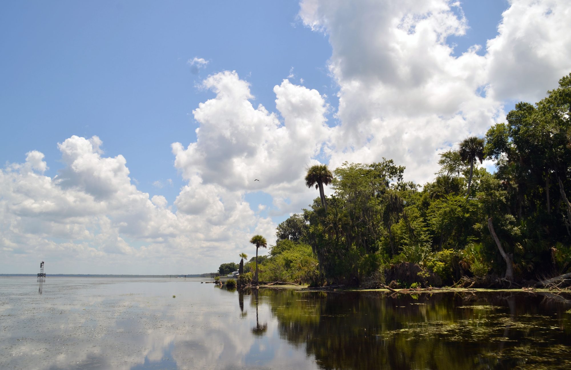St. John's River in the Ocala National Forest which is part of the National Forests in Florida. USDA Forest Service Photo by Susan Blake.