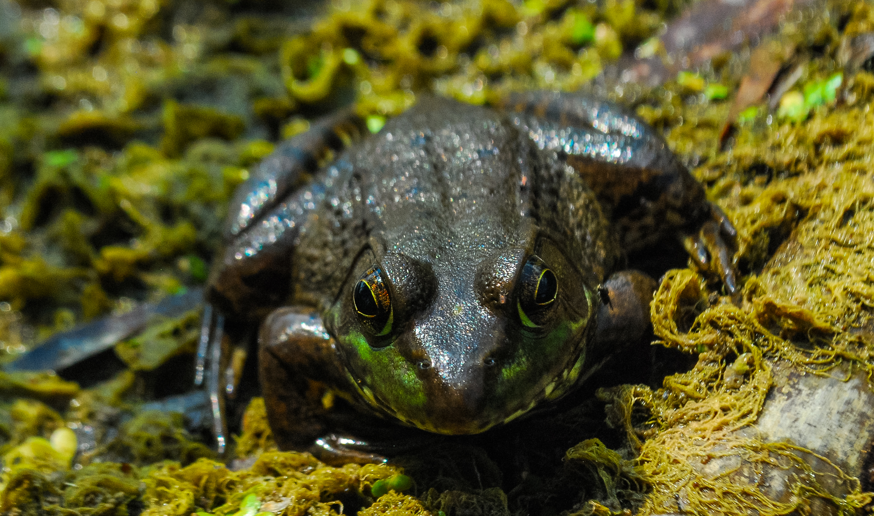 A large dark frog with golden eyes rests on moss-covered ground near water.