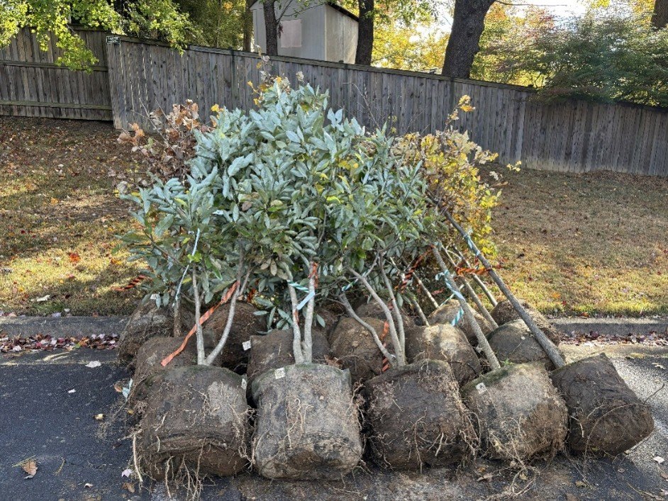 Rows of balled-and-burlapped nursery trees arranged on a paved surface in front of a wooden fence.