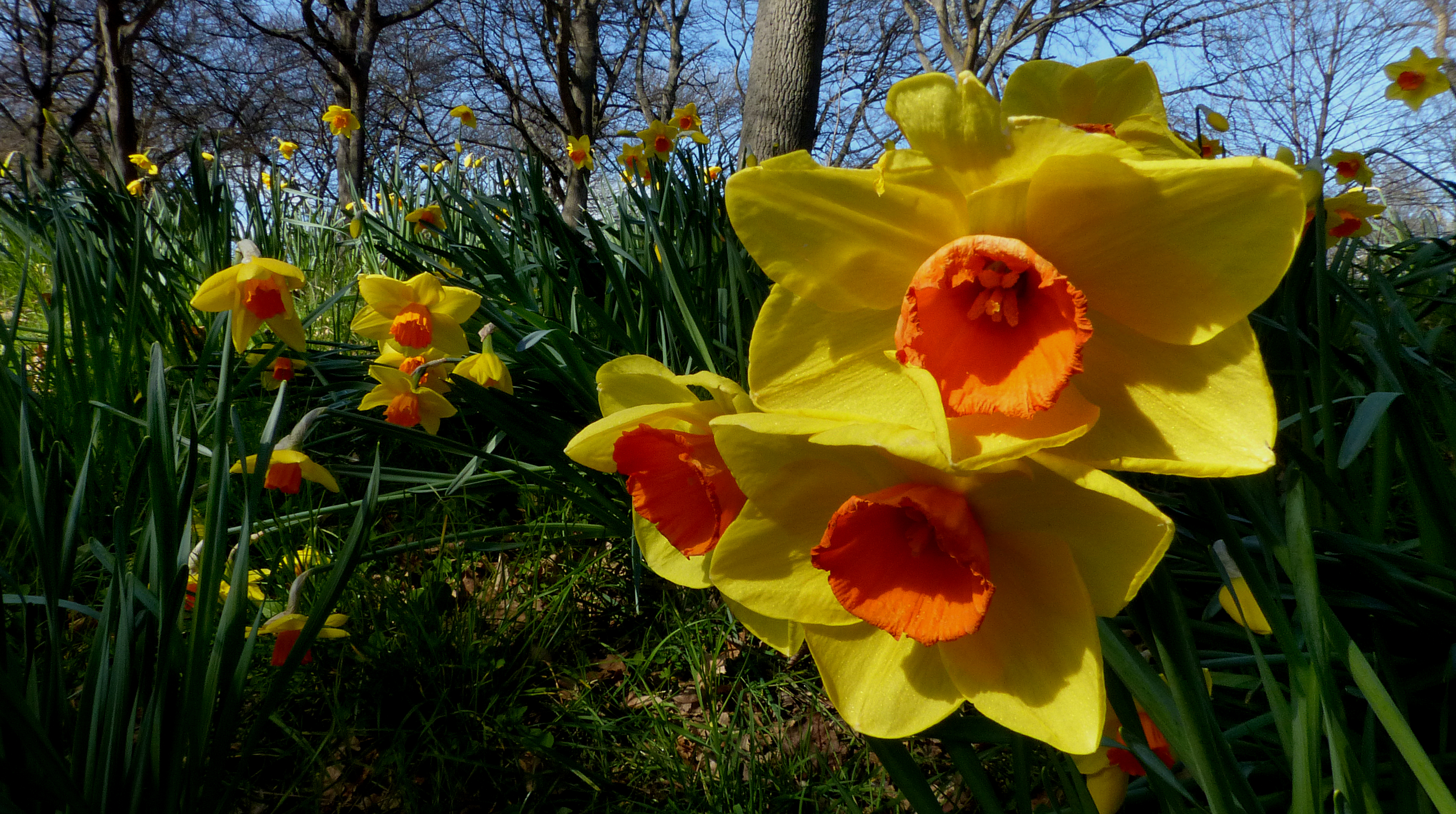Yellow daffodils with orange-red centers bloom in a sunny field against a blue sky.