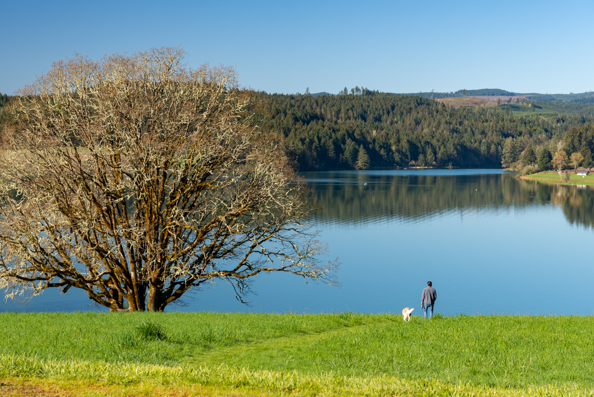 Calm lake with a bare tree on a grassy bank and a person walking a dog along the shoreline.