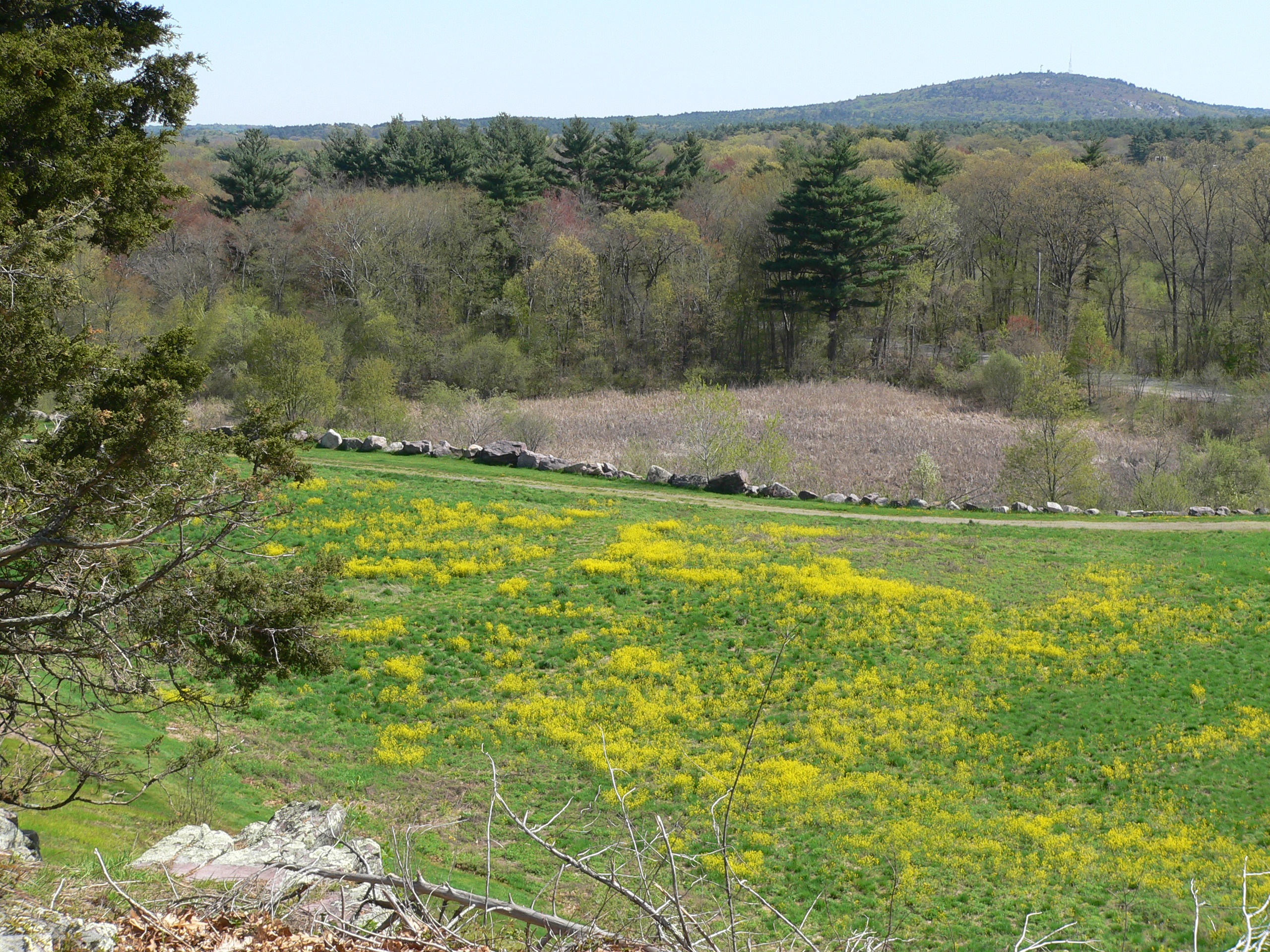 Green field with yellow wildflowers in foreground and a rounded hill in the background.