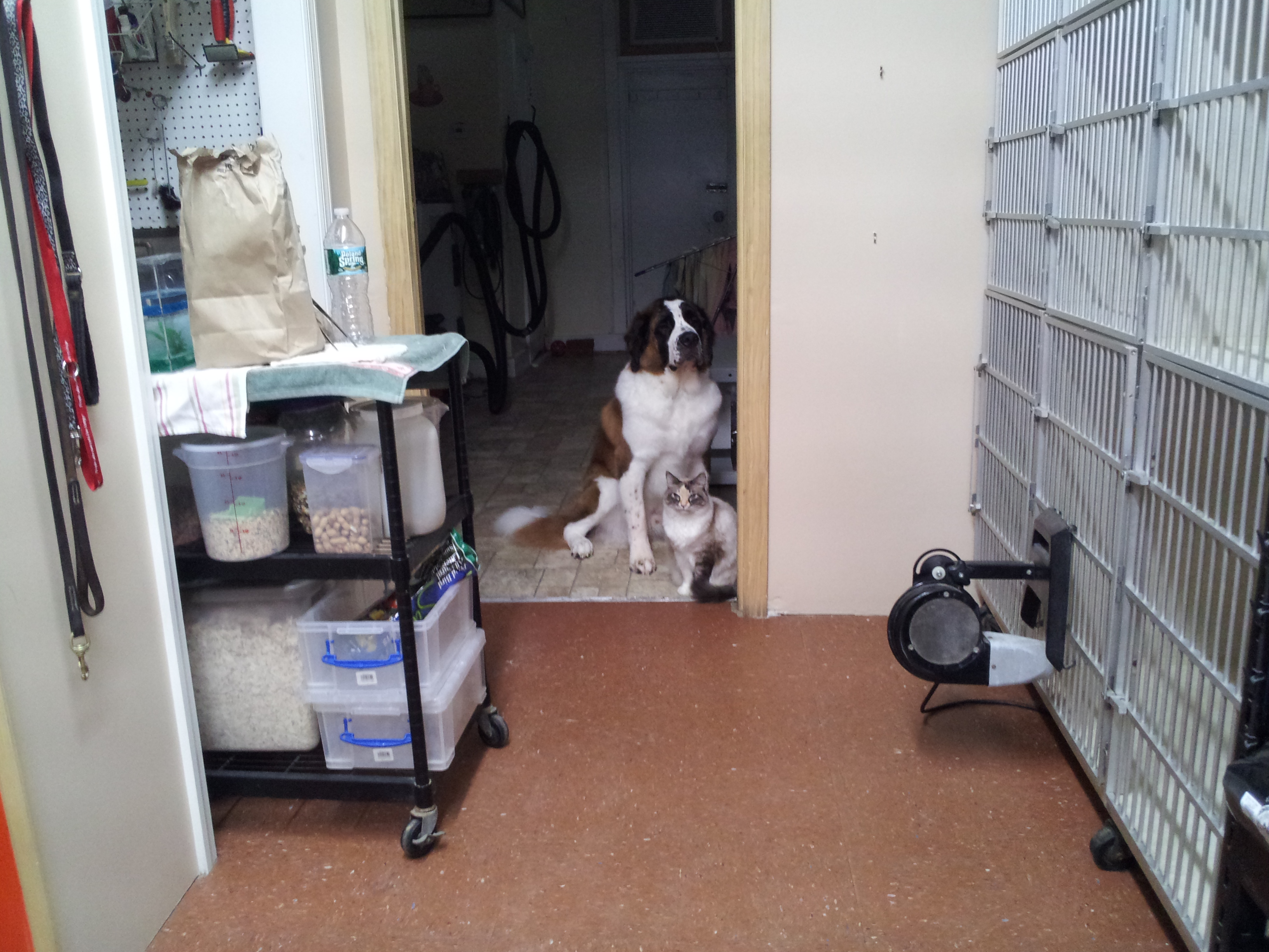A large dog and a tabby cat sit together in a shelter hallway with kennels along the wall.
