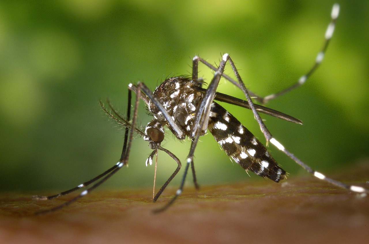 Mosquito, insect, mosquito bite, blood sucker, blood sucking, tiger mosquito, forest mosquito, nature, asian tiger mosqu