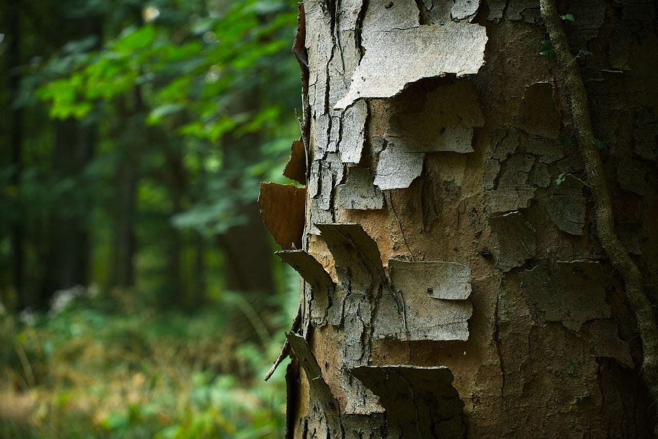 Tree trunk, trunk, tree, nature, forest, wood, texture, bark