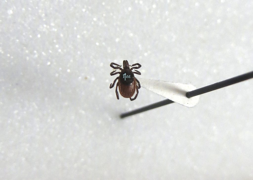 The black legged tick, also known as the deer tick, is common throughout the United States and the main vector of Lyme Disease. They are typically encountered in wooded areas within the habitat range