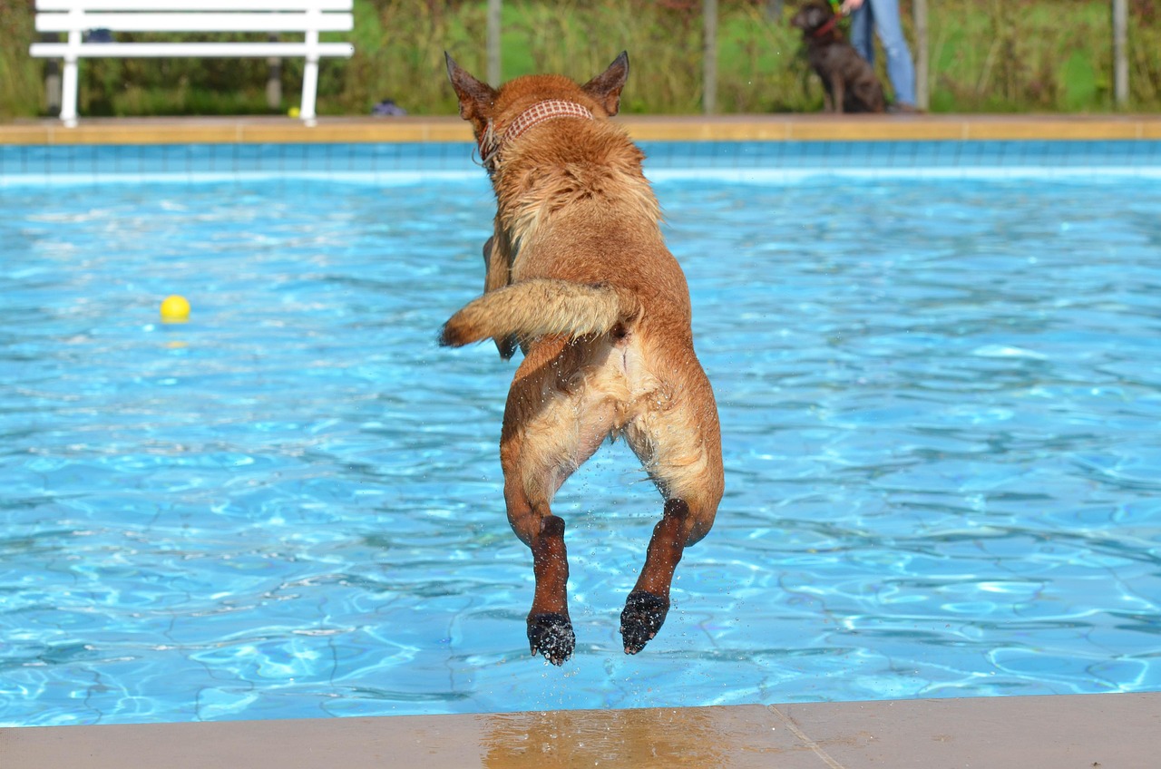 Dog, outdoor pool, dog in the water, dog in the pool, summer, malinois, belgian shepherd dog, jump into the water, anima