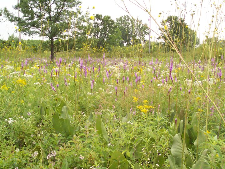 Native prairie wildflowers including purple blazing star and yellow goldenrod in a lush meadow.