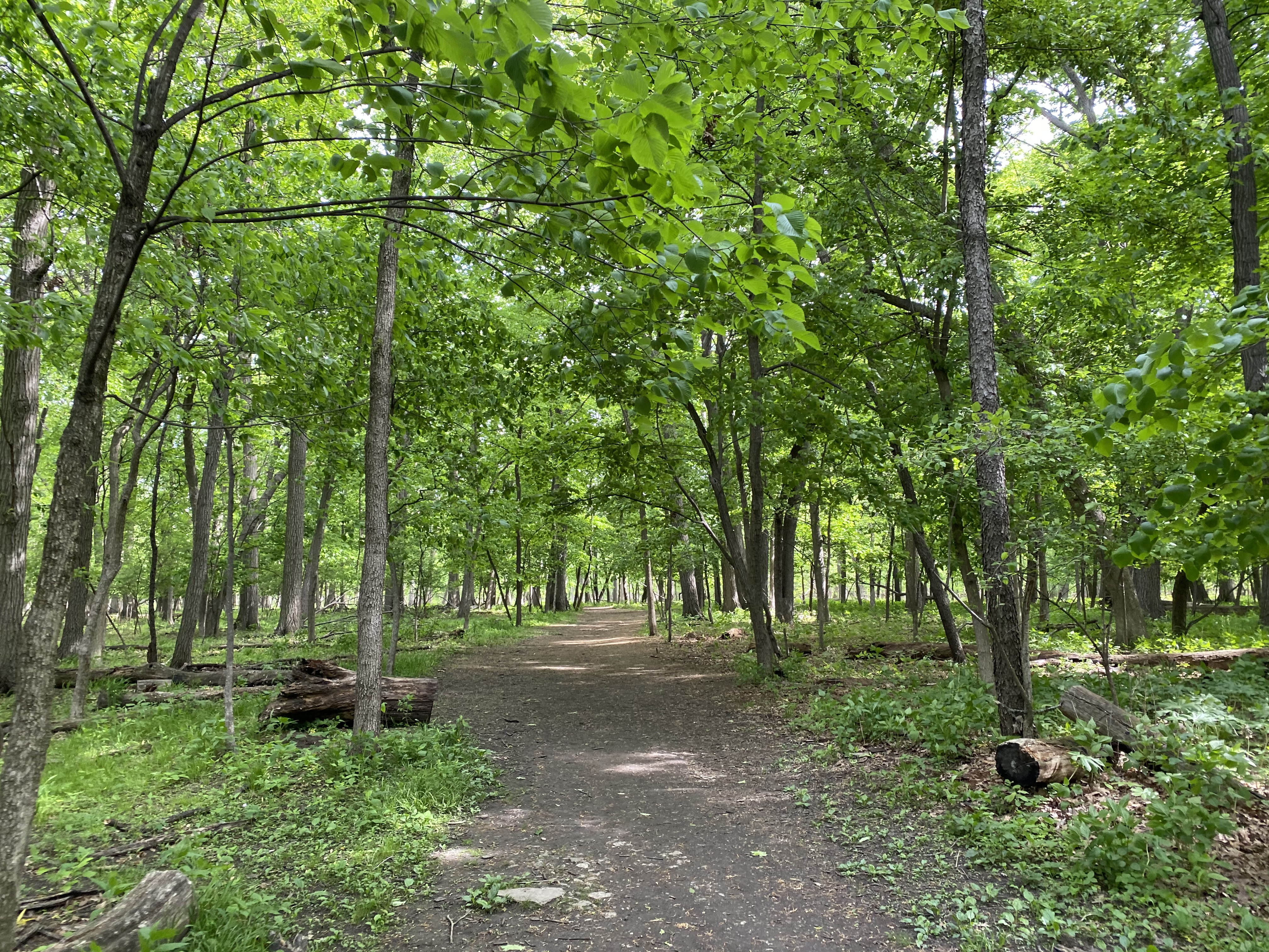 A dirt trail winds through a dense, leafy forest in summer.