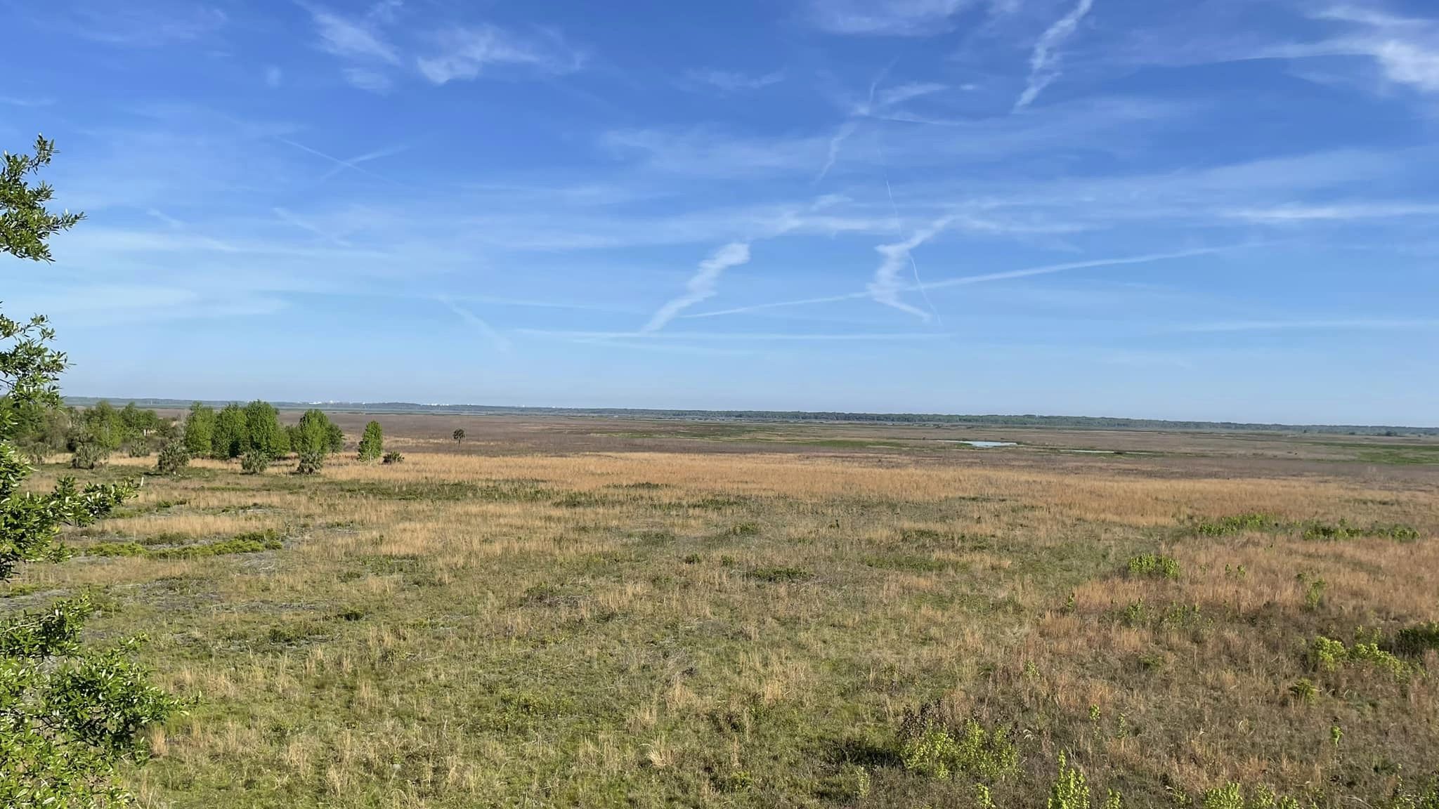 Wide open freshwater wetland with sparse trees stretching to the horizon under a blue sky.
