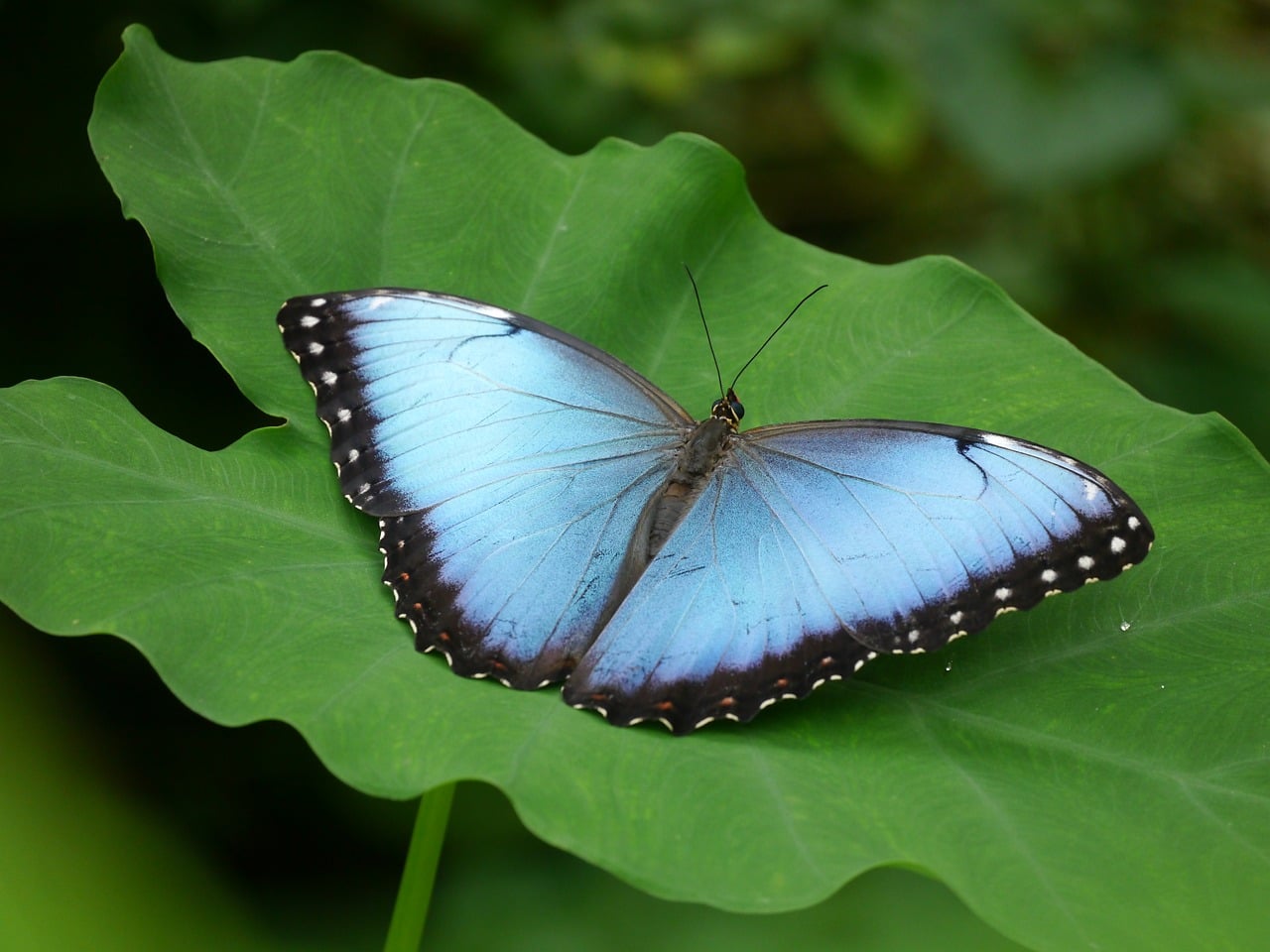 Butterfly, insect, nature, animal, wildlife, wings, blue, leaf, exotic, butterfly wings, green, beauty, calm, natural ha