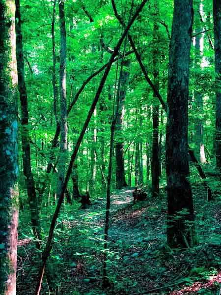 A dirt hiking trail winds through a dense green forest with arching trees overhead.