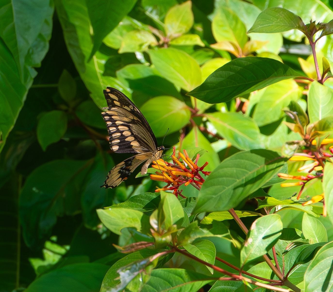 A Giant Swallowtail butterfly with dark brown and yellow wings perched on orange-red tubular flowers surrounded by green foliage.
