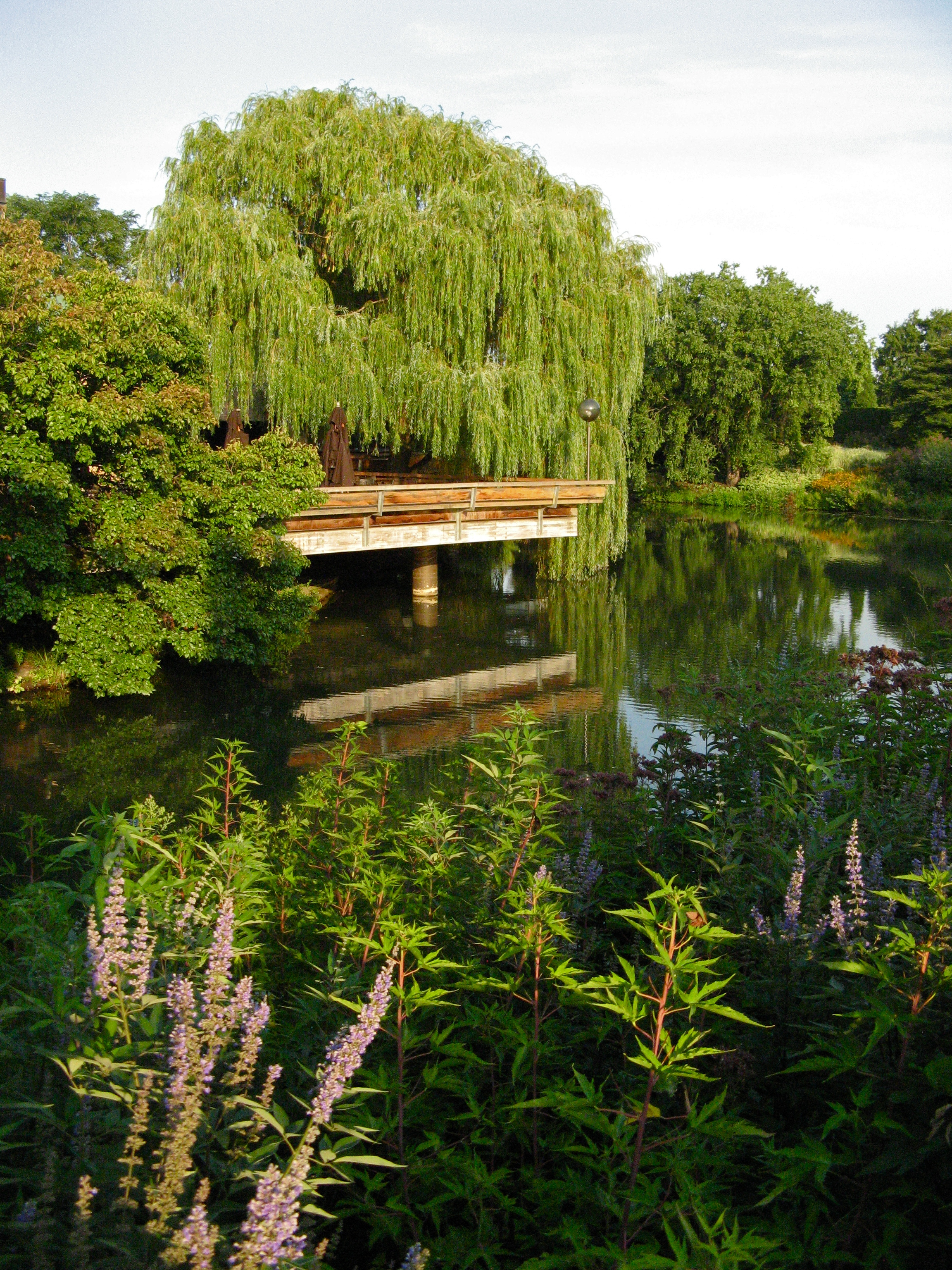 Wooden footbridge over a calm lagoon with a weeping willow and purple wildflowers.