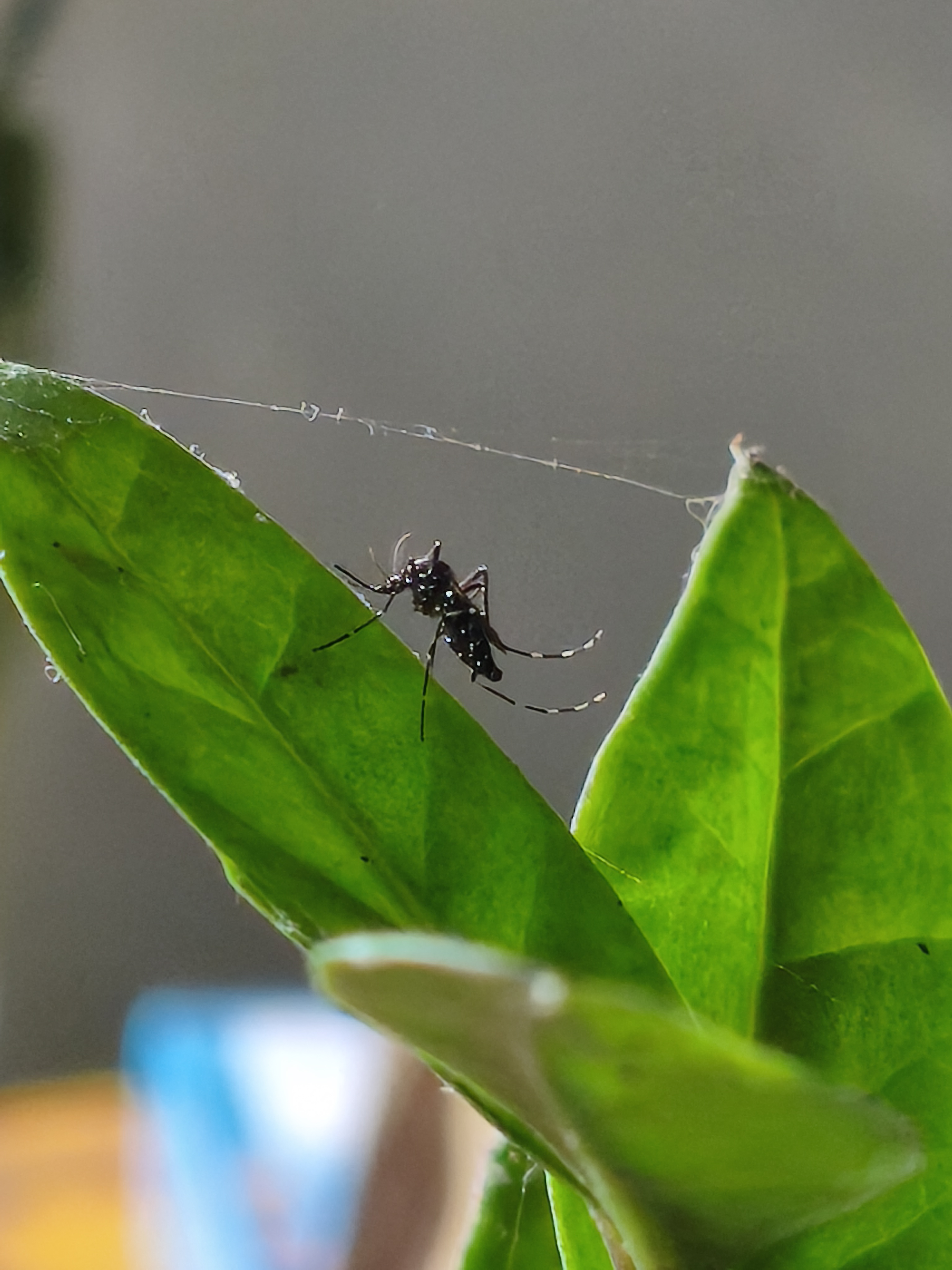 Close-up of a black-and-white striped mosquito resting on a green leaf.