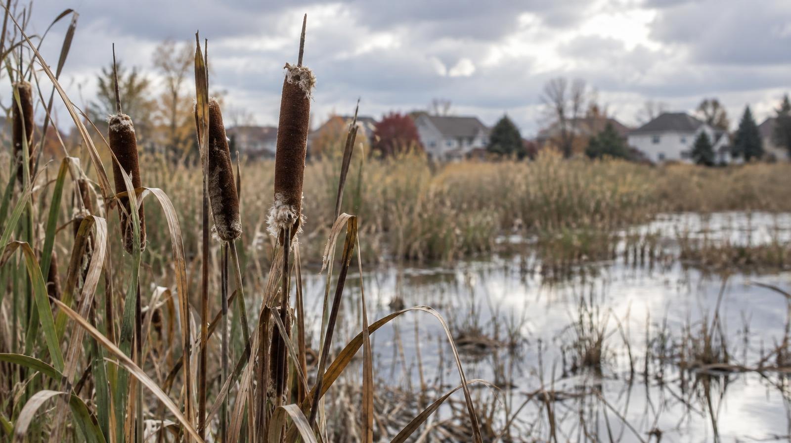 Cattails and marsh grasses at the edge of a shallow wetland under a cloudy sky.