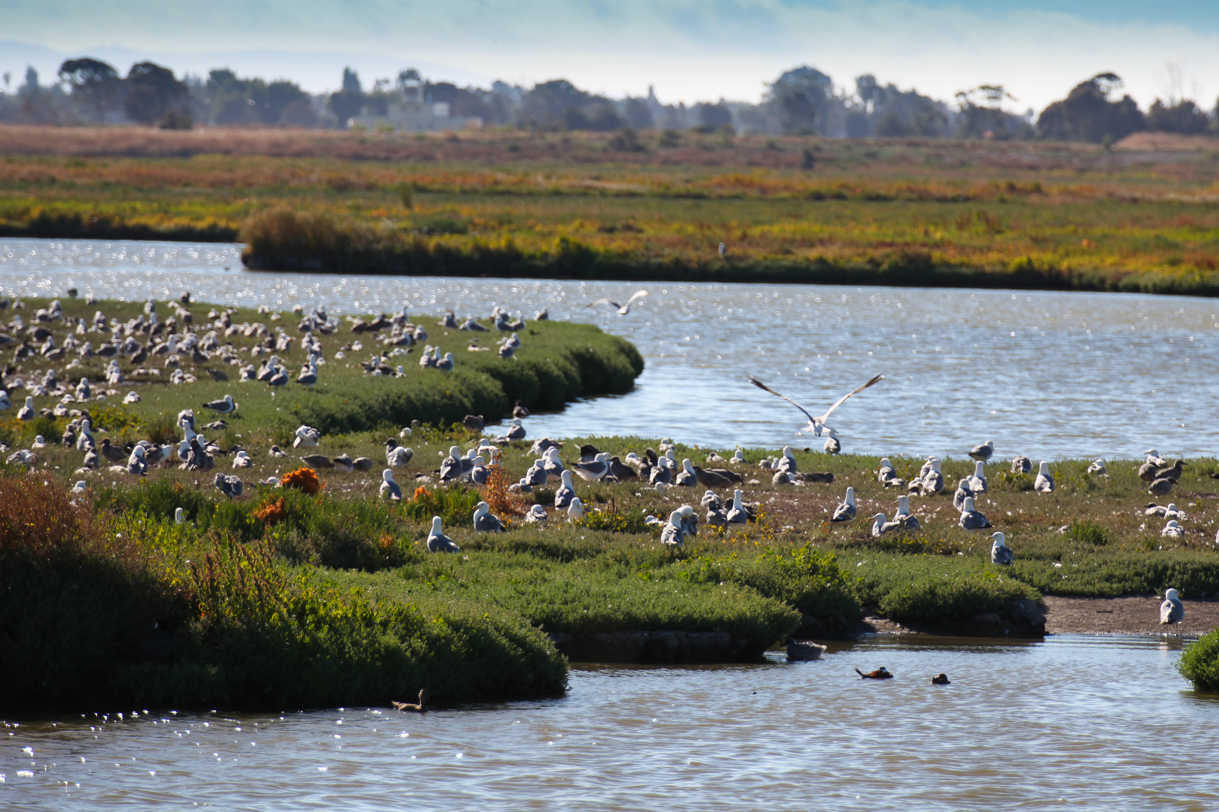 Wetland marsh with flocks of shorebirds resting on vegetated islands and mudflats.