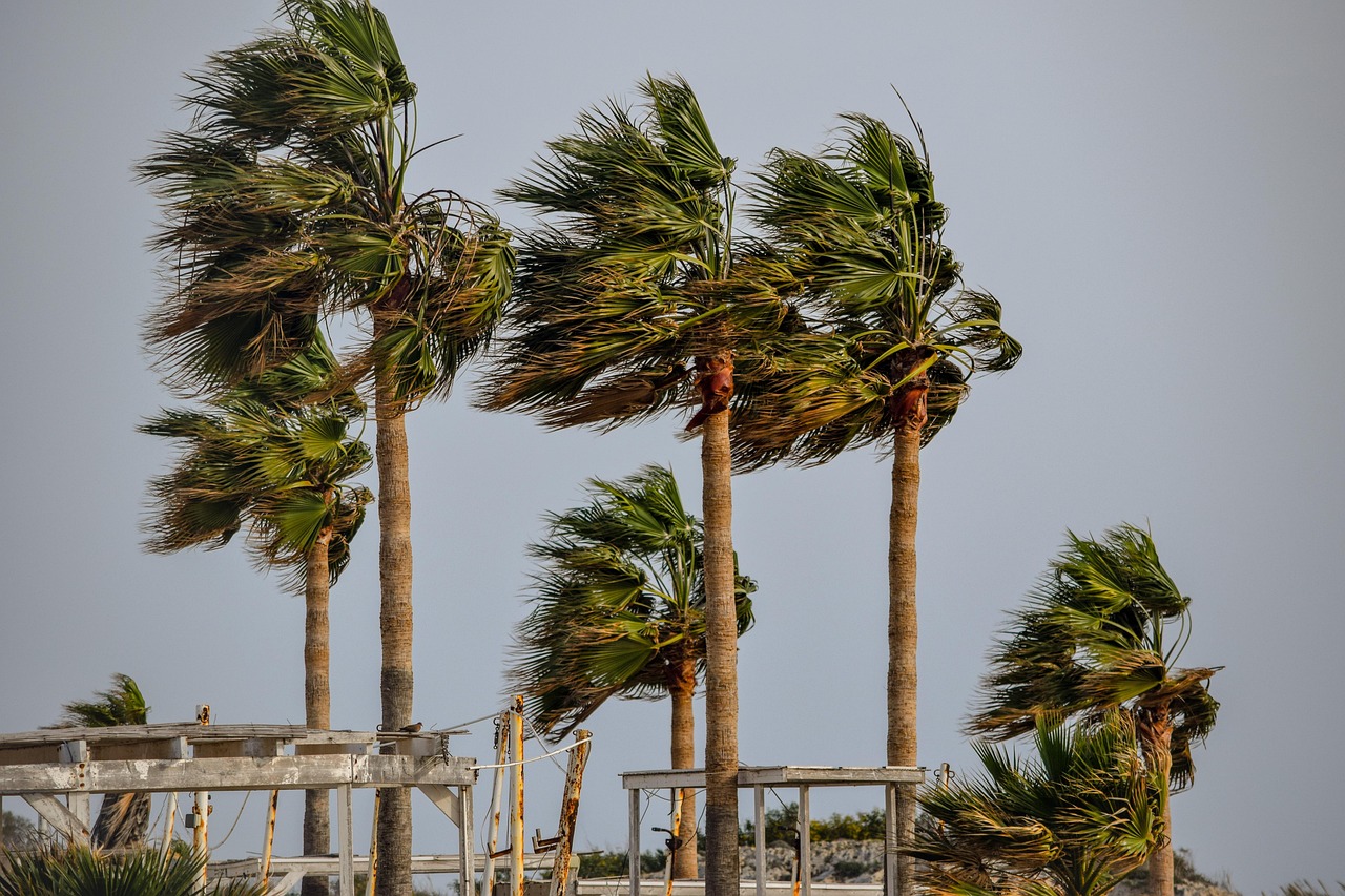 Tree, palm, tropical, wind, storm, weather, nature, wind, wind, wind, wind, wind, storm, storm