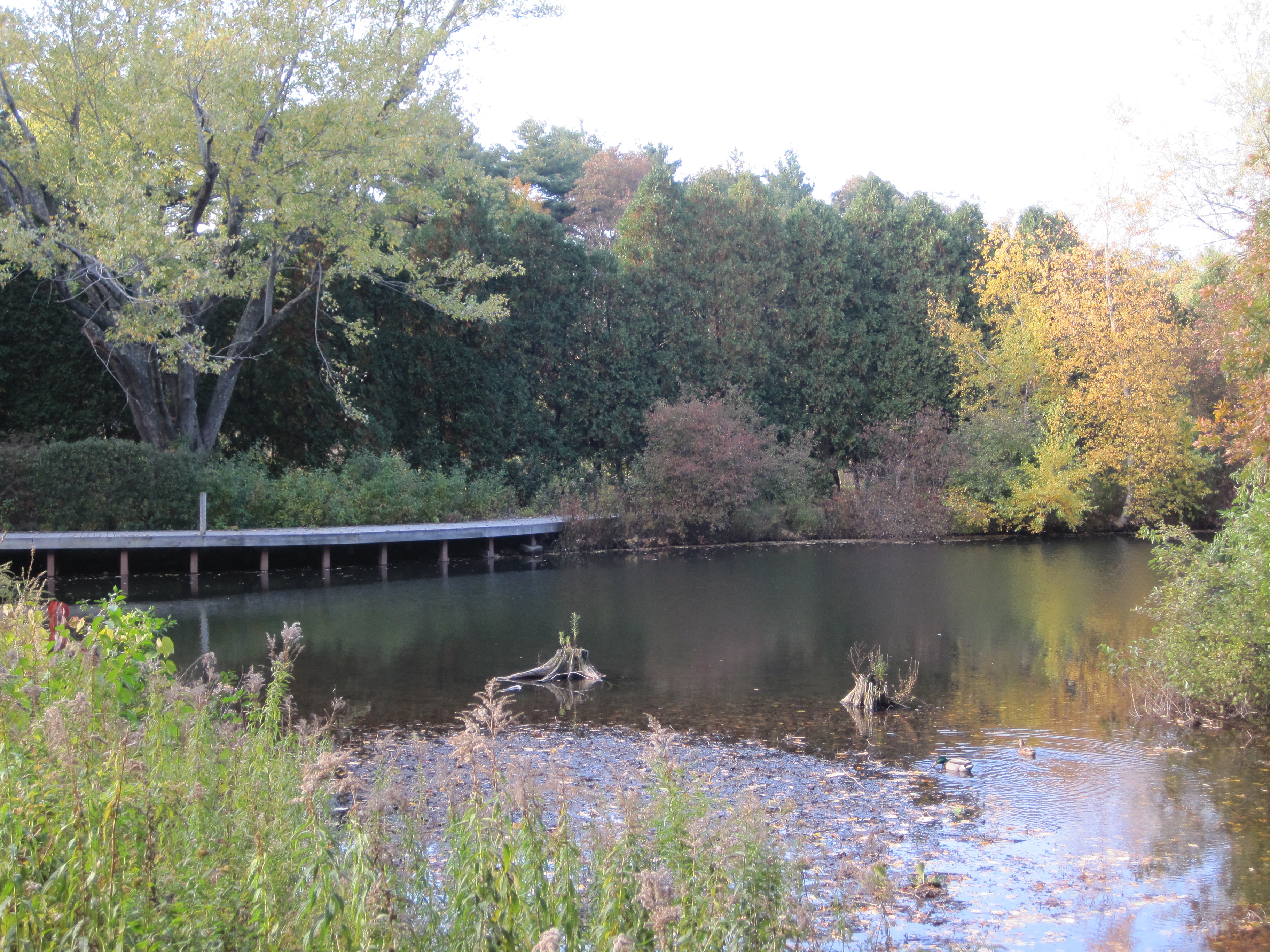 A still pond with a wooden dock along its bank, surrounded by autumn trees.