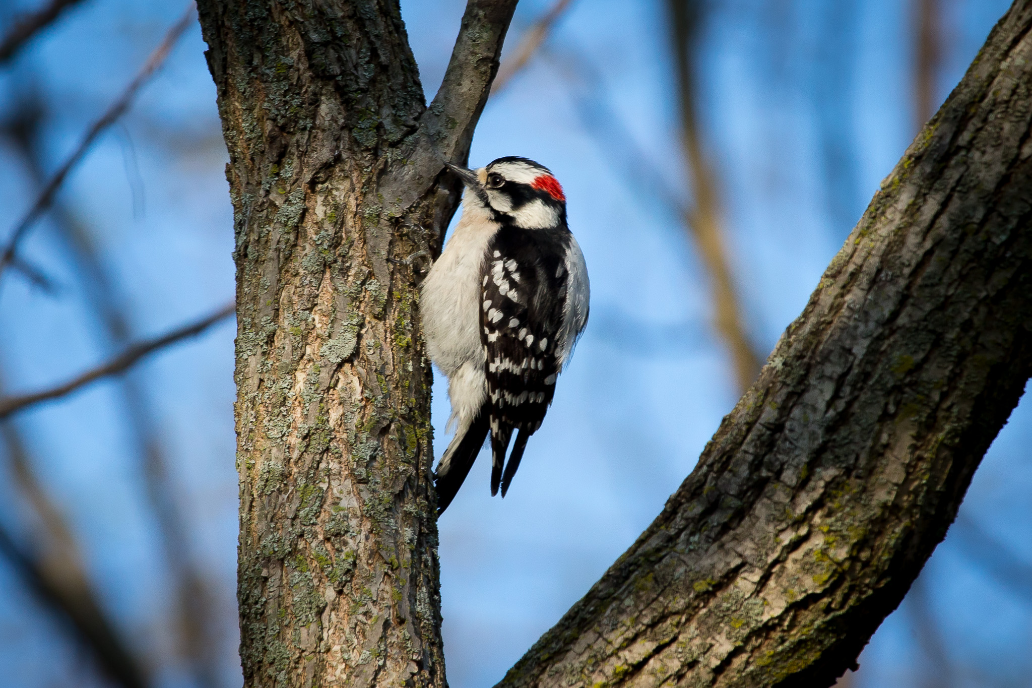 A black-and-white woodpecker clings to a tree trunk against a blue sky.