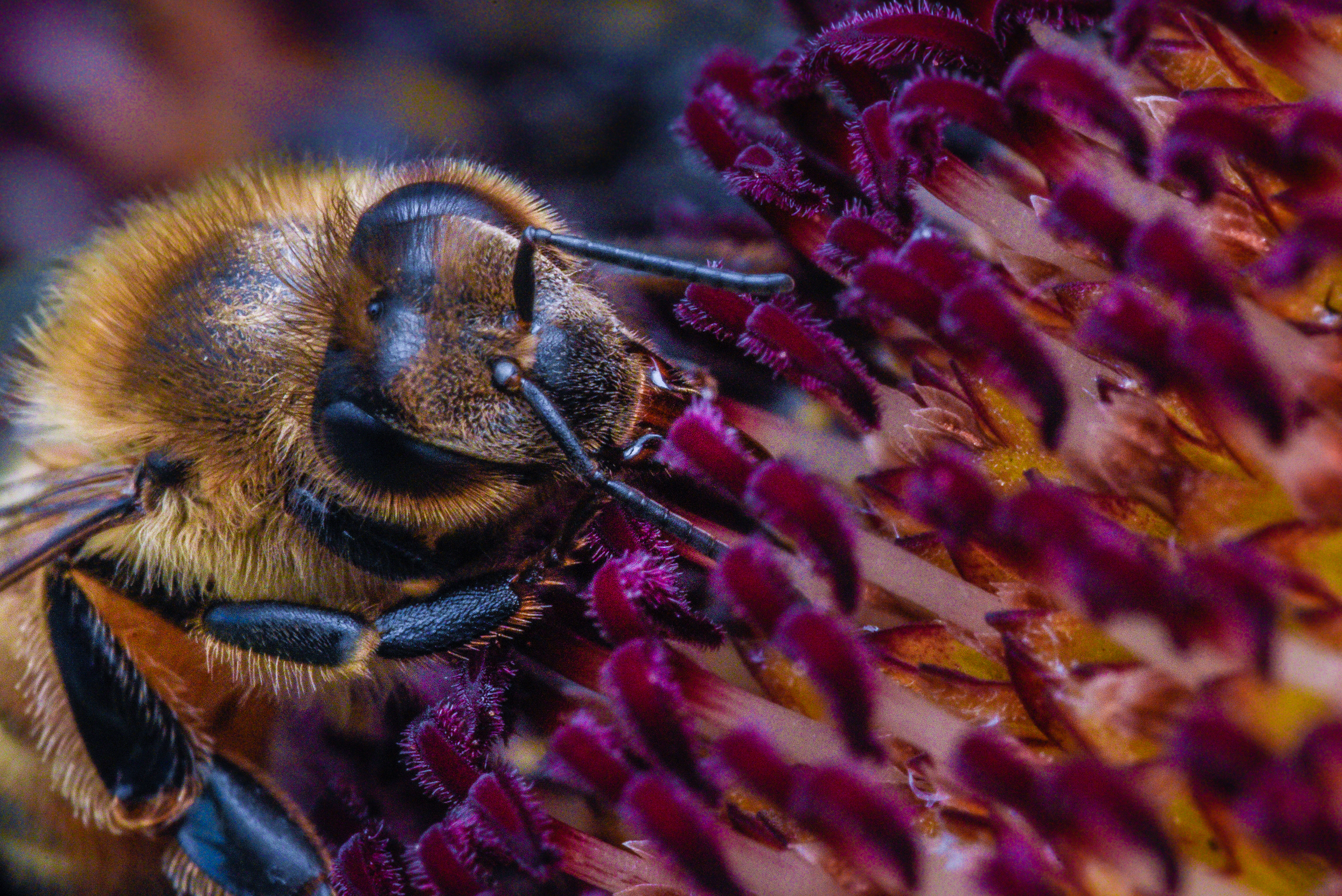 A honeybee in extreme close-up on a dense purple flower.