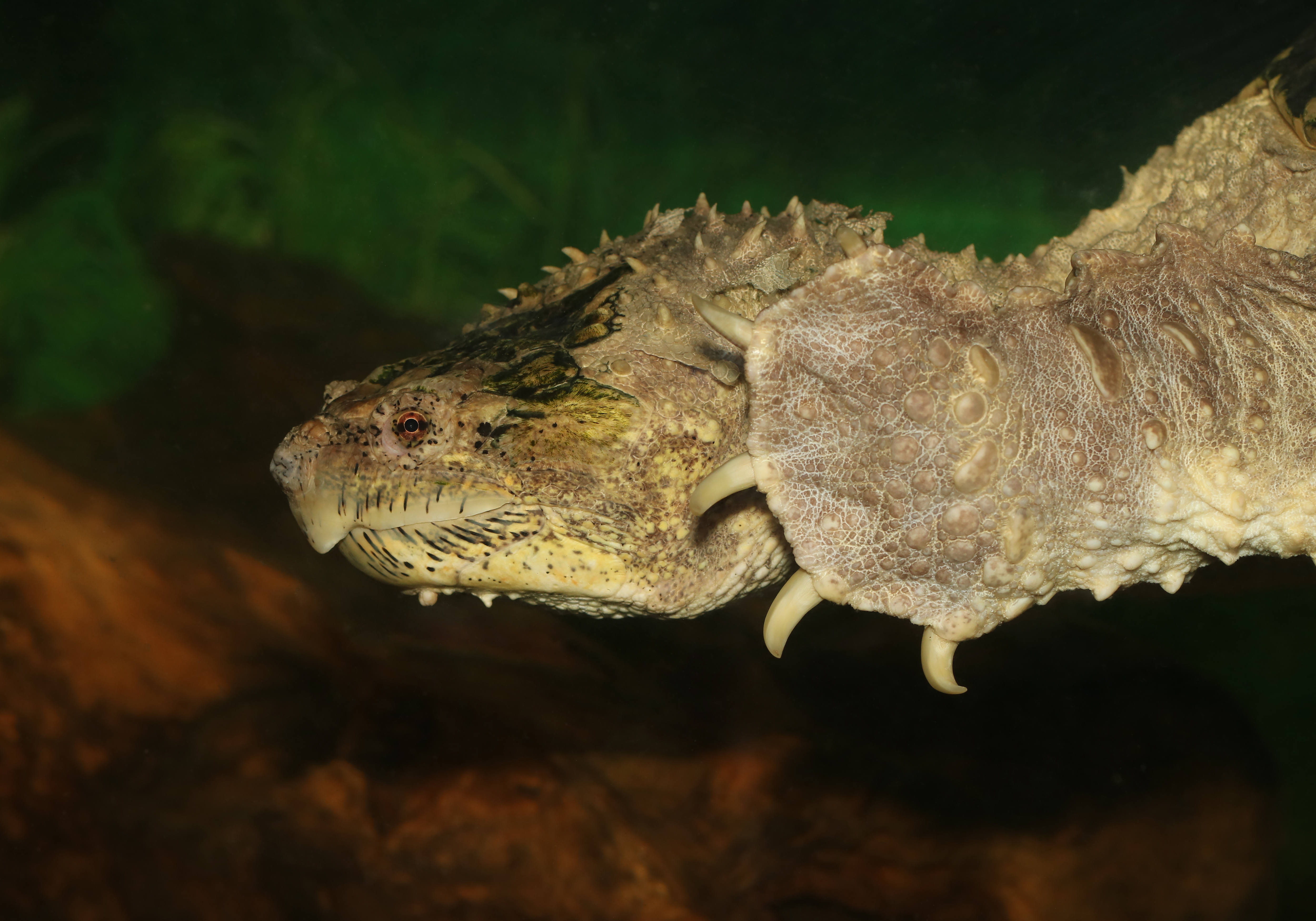 Close-up of a common snapping turtle showing its rough brown shell and hooked jaw.